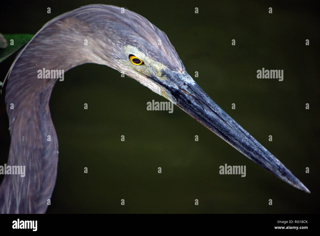 Grandi fatturati airone rosso (Ardea sumatrana) Foto Stock