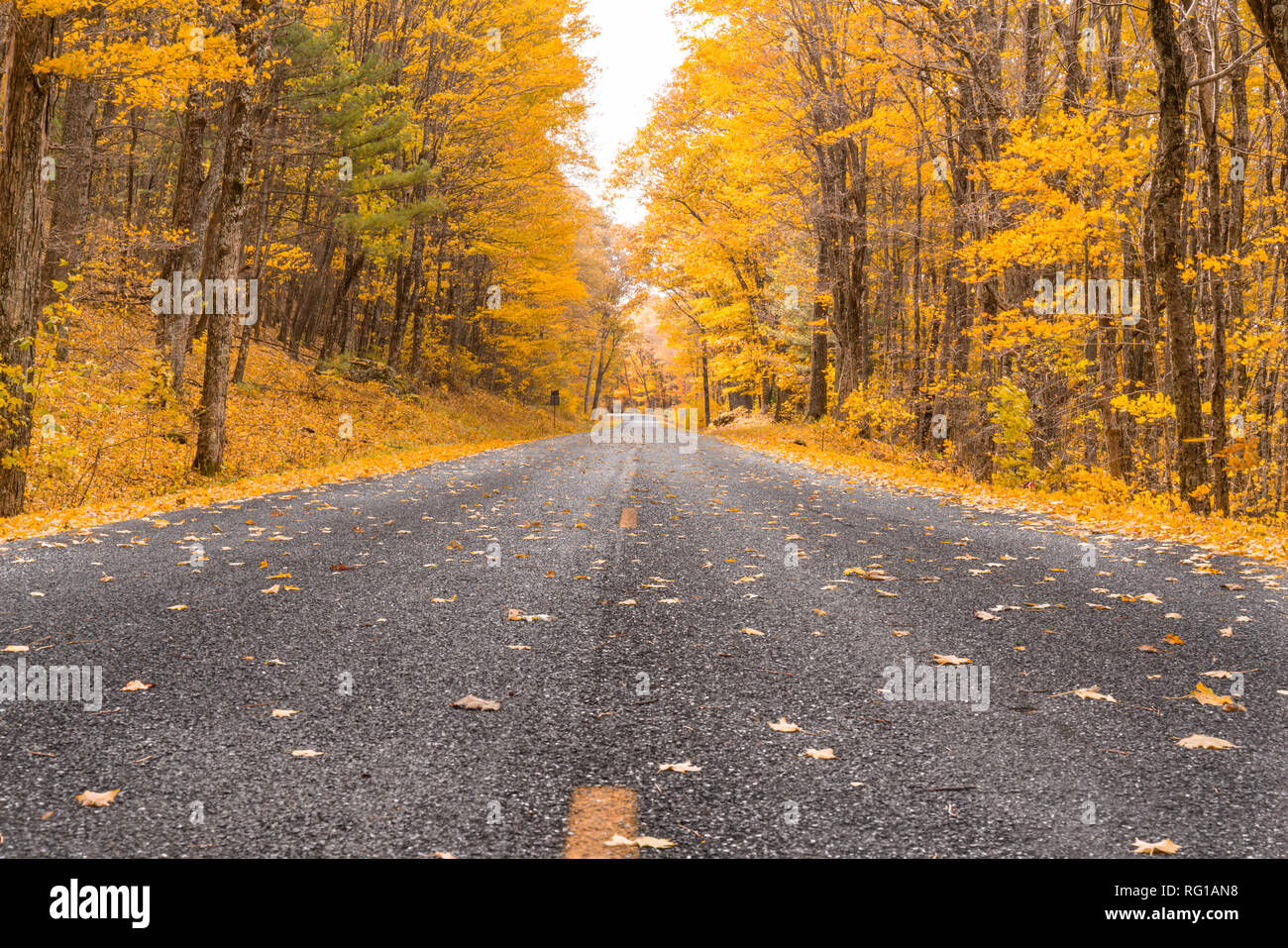 Caduta delle foglie nel Parco Nazionale di Shenandoah lungo la Blue Ridge Parkway Foto Stock