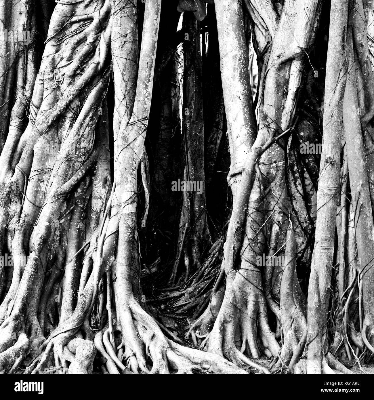Radici di albero, Black & White immagine, Meeru Island Resort, Maldive, Oceano Indiano, Asia Foto Stock