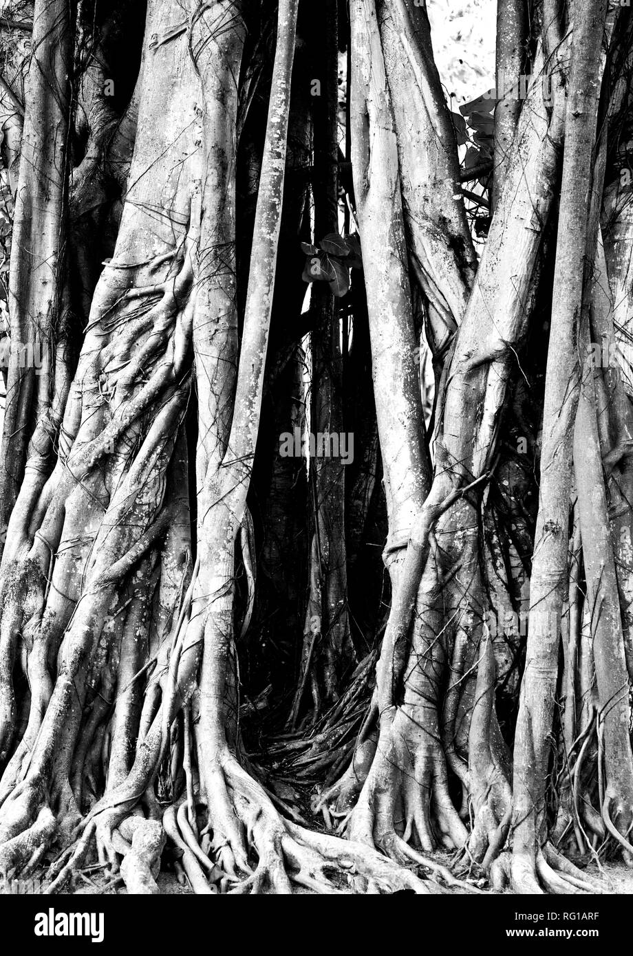 Radici di albero, Black & White immagine, Meeru Island Resort, Maldive, Oceano Indiano, Asia Foto Stock