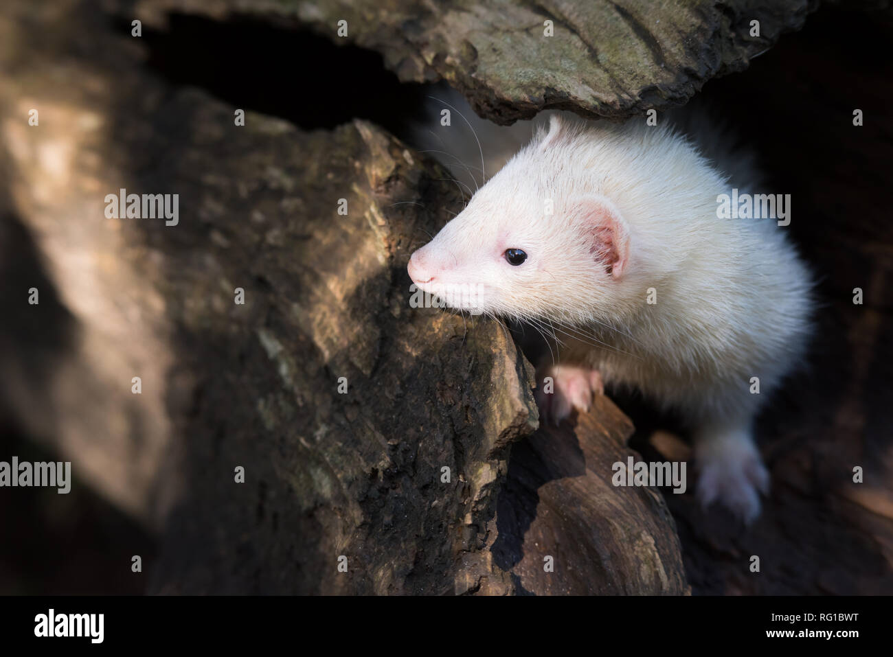 Un 'black-eyed white'-colore furetto domestico esplora un registro di cava. Foto Stock