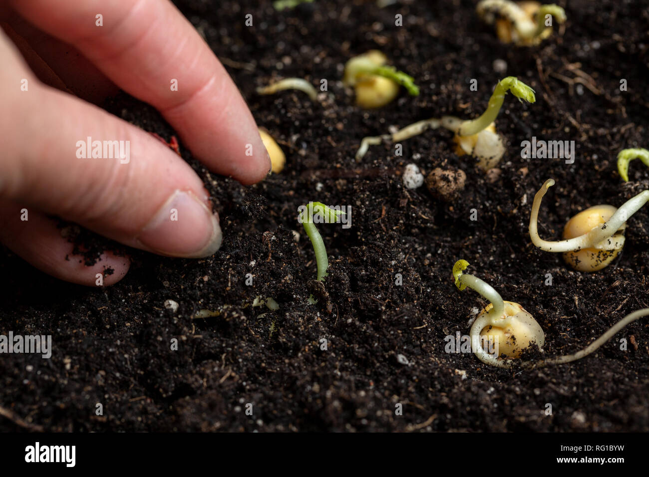 La semina di piselli germinati nel terreno per mano di una donna Foto Stock
