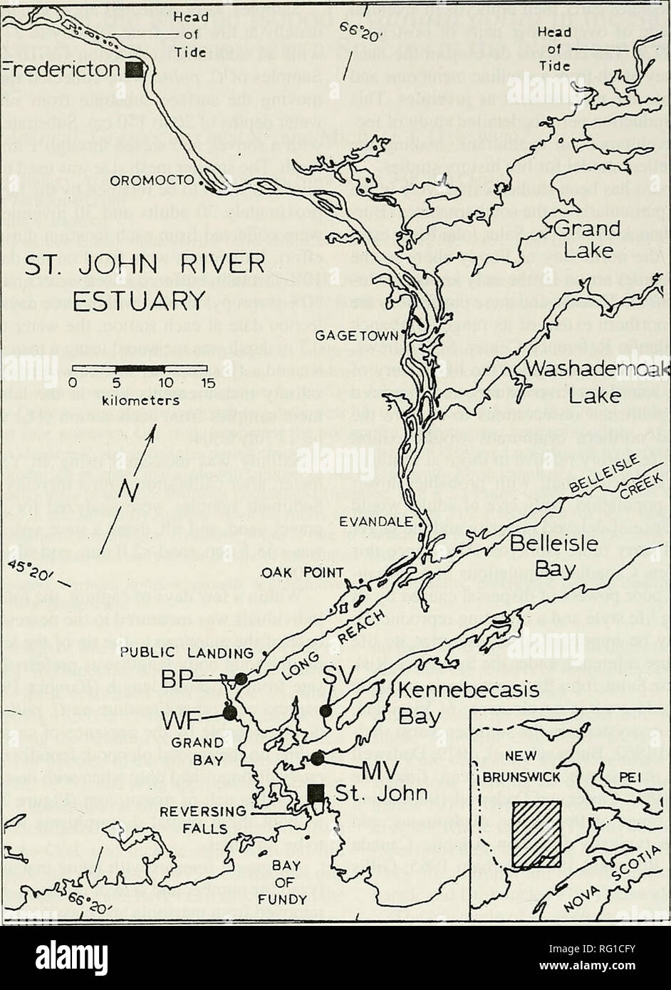 . Il campo Canadese-naturalista. Storia naturale; Sciences Naturelles. 170 Il canadese Field-Naturalist Vol. 121. La figura 1. Mappa del fiume Saint John estuario, con quattro posizioni di studio indicato. BP = punto di campana: WF = Westfield: SV = Summerville; MV = Millidgeville. tampone cacodilato in acqua di mare). I tessuti sono stati dehydrat- ed in un ordine crescente serie di etanolo, punto critico essiccata usando un Bio-Rad E3000 punto critico essiccatore con liq- uid CO^, spruzzamento catodico e rivestito con un Technics Hummer II sputter coater. I campioni sono stati visualizzati con un JEOL 5600LV al microscopio elettronico a scansione a lOkV. Le statistiche sono state Foto Stock