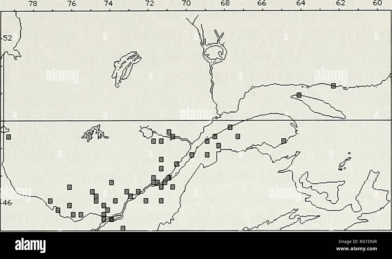 . Il campo Canadese-naturalista. 2000 Faubert: Les Potamogetonaceae du Québec 373. (16b) Potamogeton pusillus L. sous-specialmente tenuissimus (F. K. Mertens &AMP; W. D. Koch) R. Haynes &AMP; C. B. Hellquist Cette sous-espece montre une ripartizionare ubiquiste au sud du 49° parallele. Cette ripartizionare est typique des especes du Groupe III de Hellquist. Ce serait, avec P. praelongus, I'une des plantes aquatiques les plus tolerantes a I'ombre (Hutchinson 1975). Ceci lui permet de coloniser les fonds de fine vaso organique que Ton retrouve un grandes profondeurs. Presente au Nouveau-Quebec. Synonyme: P. Foto Stock