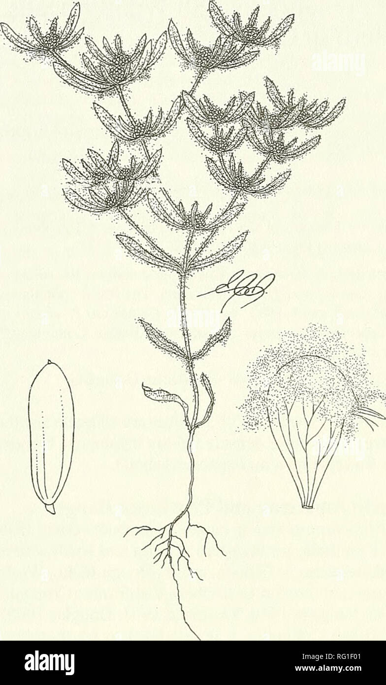 . Il campo Canadese-naturalista. 170 Il canadese Field-Naturalist Vol. 118. La figura 1. Illustrazione di Psilocarphus elatior (linea disegno di Elizabeth J. Stephen in Douglas [1995, 1998]). californica). Toad Rush {Juncus bufonis). Loglio perenne {Lolium perenne) e piccole Hop-di trifoglio rosso (Trifolium dubium). Specie introdotte sono più abun- dant qui rispetto al lago Somenos sito e sembrano aumentare di anno in anno. La collina di Natale sito, sebbene più piccole rispetto alle precedenti due siti, è in condizioni relativamente buone. Specie native in questo habitat includono Carolina prato-coda di volpe {Alopecurus caro Foto Stock