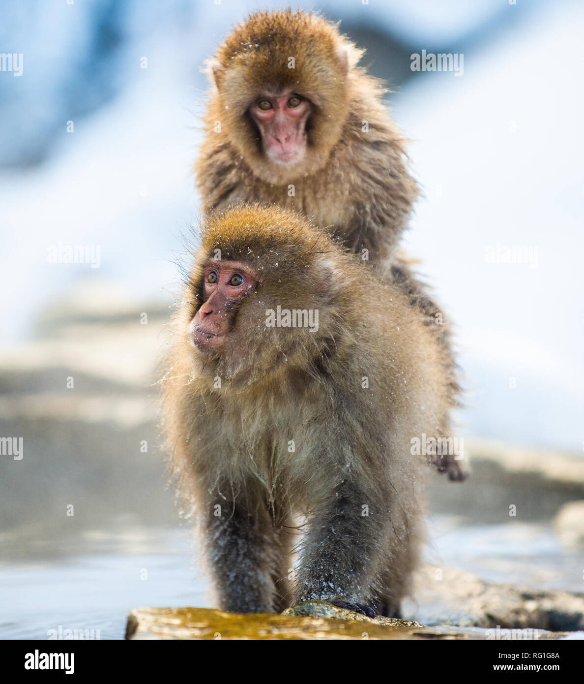 Accoppiamento macachi giapponesi. Hot Springs nella stagione invernale. I giapponesi macaque ( nome scientifico: Macaca fuscata), noto anche come la neve monke Foto Stock
