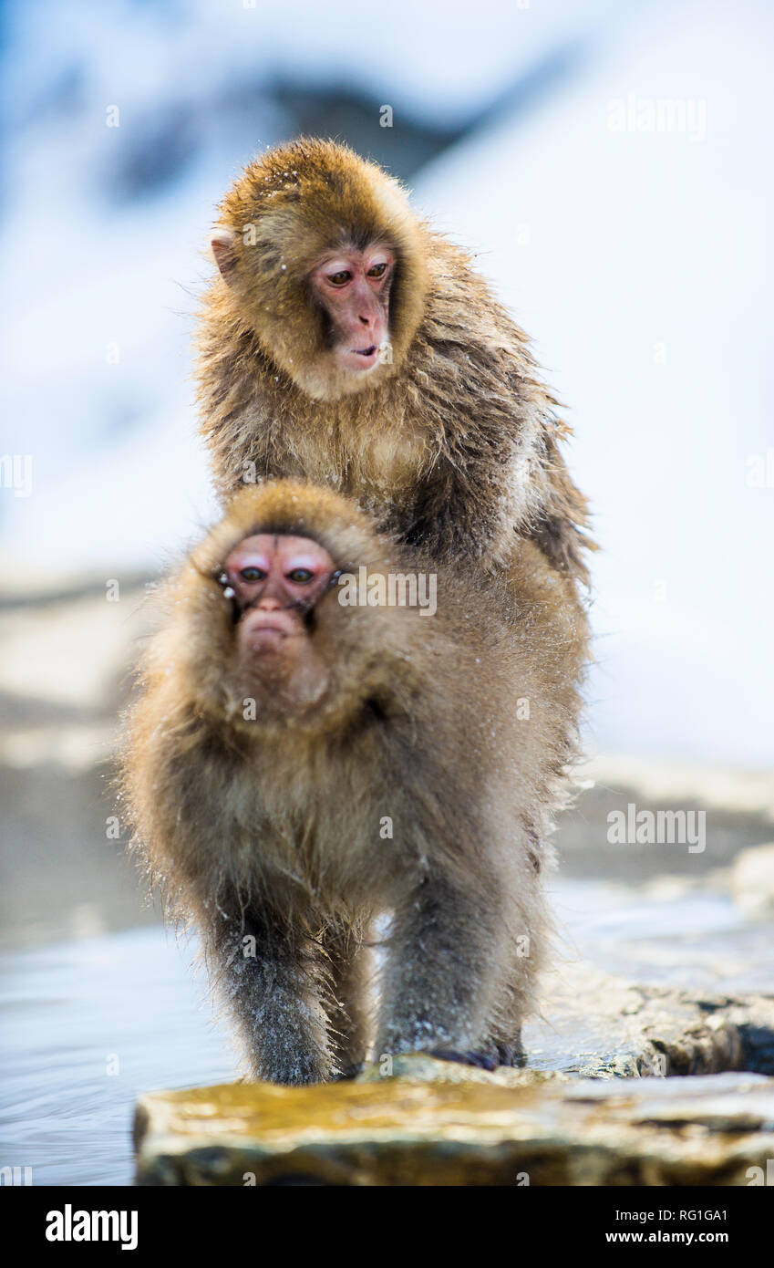 Accoppiamento macachi giapponesi. Hot Springs nella stagione invernale. I giapponesi macaque ( nome scientifico: Macaca fuscata), noto anche come la neve monke Foto Stock