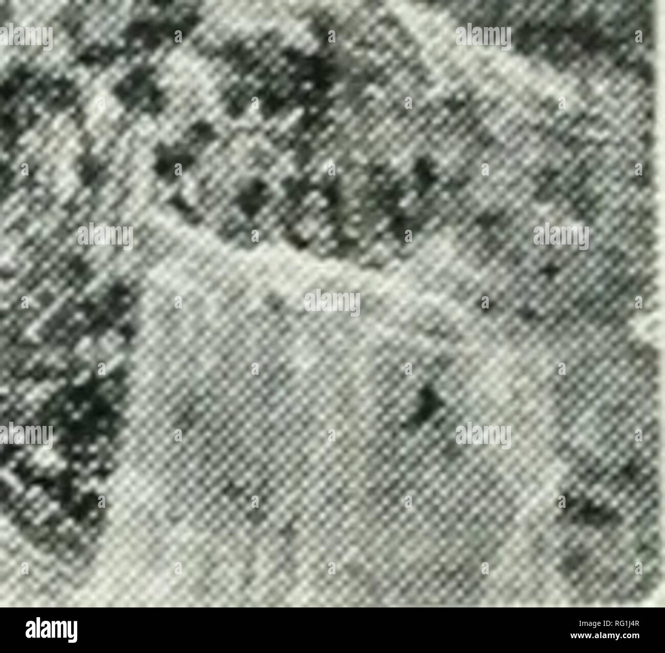 . Silvicoltura canadese ufficiale. Le foreste e la silvicoltura -- Canada periodici. .Li-.MA. .- LAM HO A ^&GT;i l i i i. , ItSTEP. Il prodotto di non regolamentata macchinoso, una cucciolata di slash e inevitabili gli incendi boschivi. Nessun seme alberi lasciato nessuna foresta di riproduzione, lo spreco di suolo. I monconi mostrano le dimensioni e la densità della foresta originale. È questo il meglio che il Canada può fare come padrone assoluto del 90 per cento del totale dei terreni boschivi? Gli studi pratici nella gestione delle foreste il lavoro sul permanente grafico sperimentale che è stato steso sul fiume Nepisiquit, attraverso la cooperazione di Bathurst Lu Foto Stock