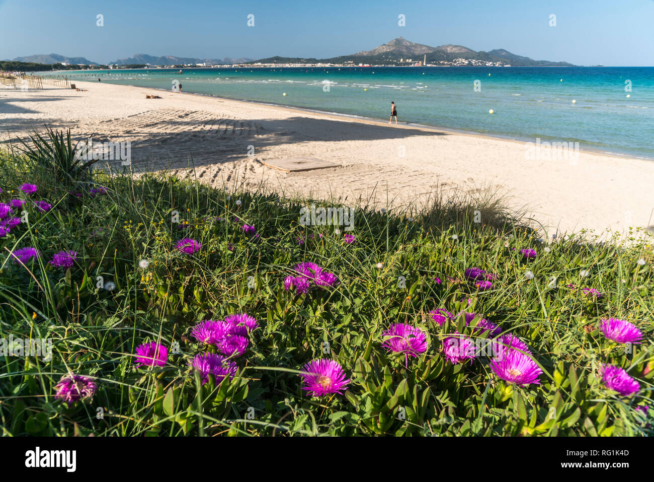 Pinke Mittagsblumen am Strand Playa de Muro bei Akcudia, Mallorca, Balearen, Spanien | rosa fiori Carpobrotus presso la spiaggia Playa de Muro, Maiorca Foto Stock