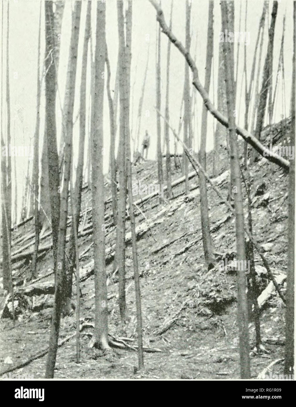 . Silvicoltura canadese ufficiale. Le foreste e la silvicoltura -- Canada periodici. 174 ForcslrX canadese) Ufficiale, aprile 1919. Avviso dividendo " Holiday Inn Express I')i('.sl l''ii"e PMeiid di (Can- ada, Inc., annunciare tlicir inten- zione di pagare llicii- preferito e tutti i loo dividendi comune di '20 mila per cento su tutti trascurato camp incendi e gettato lontano sigarette durante la molla fiscale e l'estate del 1919. Capo Ufficio e mondi fa un Ontario Municipahty proprio la sua strada alberi? Silvicoltura canadese ufficiale: è illegale per un proprietario di proprietà di toccare gli aceri nella parte anteriore della sua proprietà sul boulevard bel Foto Stock