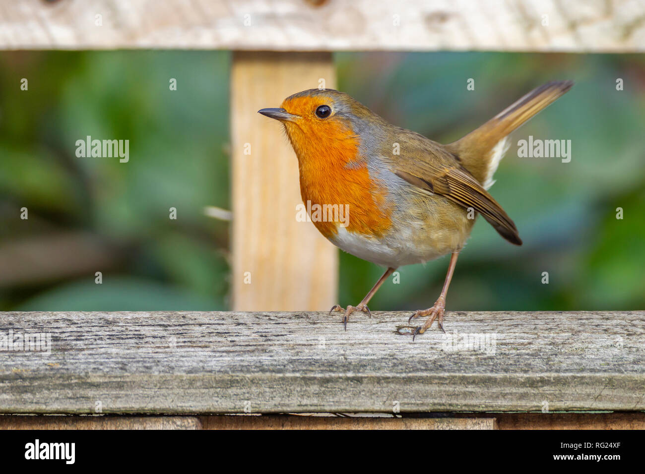 Northampton, Regno Unito. Il 27 gennaio 2019. RSPB del grande giardino Birdwatch segna 40 anni. Credito: Keith J Smith./Alamy Live News Foto Stock