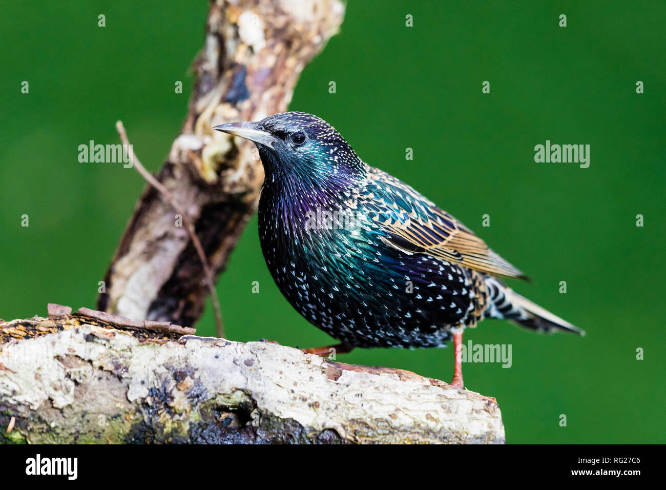 Blaenpennal, Aberystwyth, Ceredigion, Wales, Regno Unito. Il 27 gennaio 2018. Un starling (Sturnus vulgaris) è foraggio per il cibo intorno ad una stazione di alimentazione nel mio giardino. Il freddo e il vento ha portato un sacco di uccelli al giardino. Credito: (C) Phil Jones/Alamy Live News Foto Stock