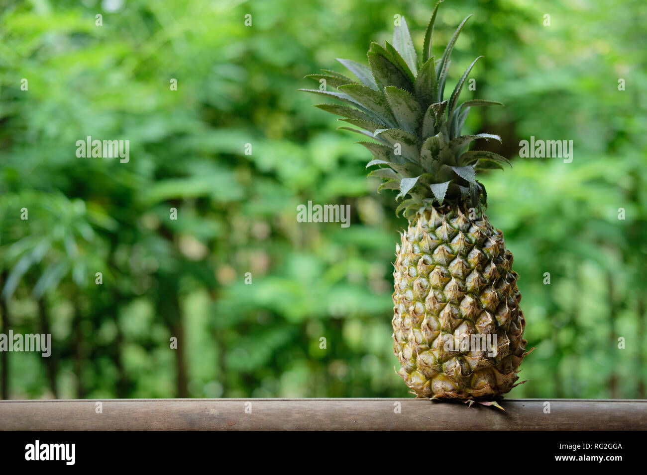 Ananas frutta esotica sulla foresta di palme sfondo. L'estate tropicale mature cibo in hotel Paradise. Materie succosa Ananas sulla giungla verde sullo sfondo, dei Caraibi Tr Foto Stock
