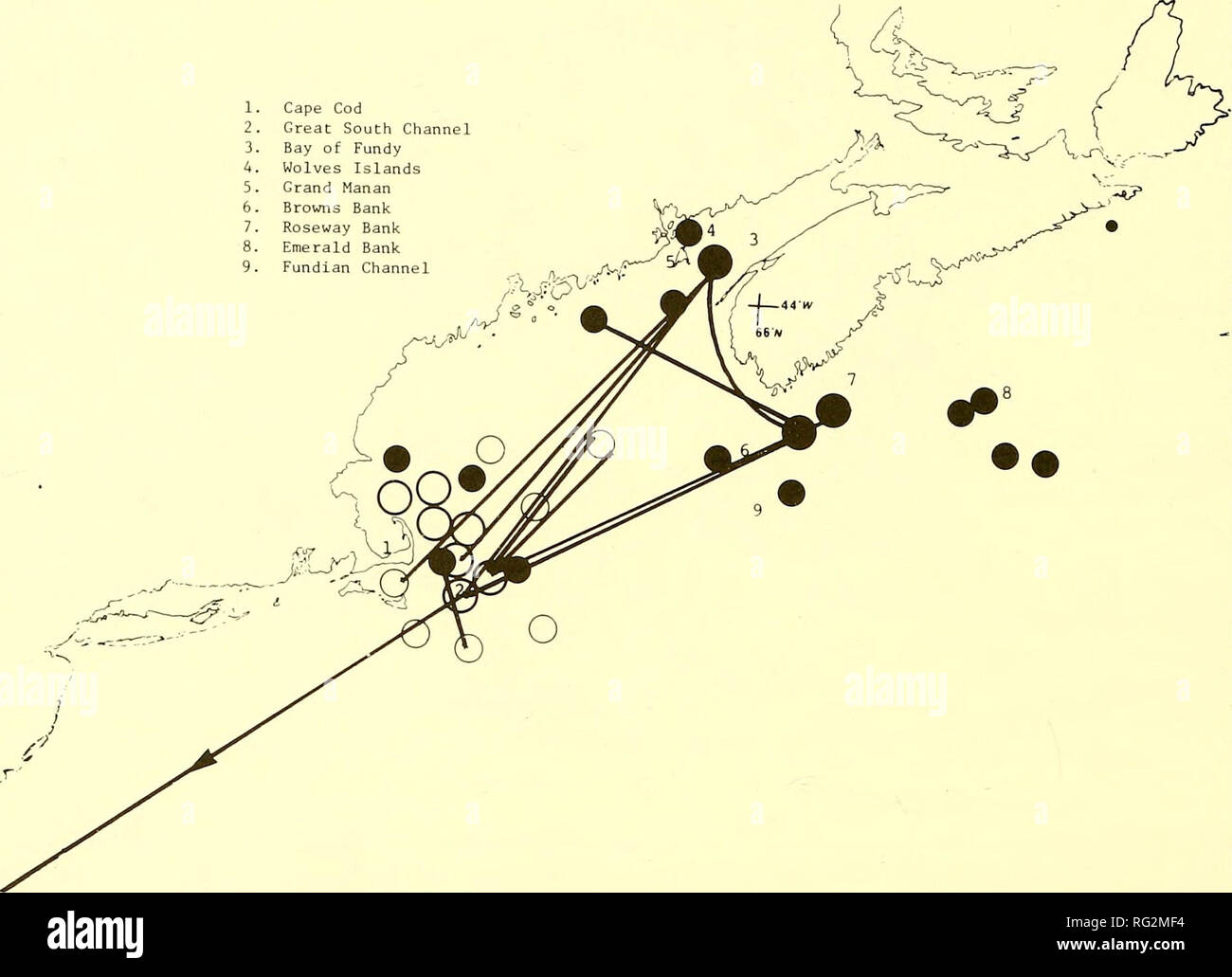 . Il campo Canadese-naturalista. 298 Il canadese Field-Naturalist Vol. 101 Cape Cod Grande Sud Ch Baia di Fundy Lupi Isole nd Manan Roseway Banca Banca Banca Smeraldo Fundian Ch. La figura 3. Molla (circoli aperti) e l'estate (cerchi chiusi) distribuzioni e gli interscambi noto (linee) basato su riconoscibile il diritto individuale di balene nell'Atlantico nord-occidentale. Basato su CeTAP, NEA, università di Guelph e Blandford stazione baleniera dati. e Reeves et al. (1978), vi è il sospetto che una ricolonizzazione di tutti gli ex gamma è in corso. In alternativa, il pessimismo è che alcuni animali sono Foto Stock