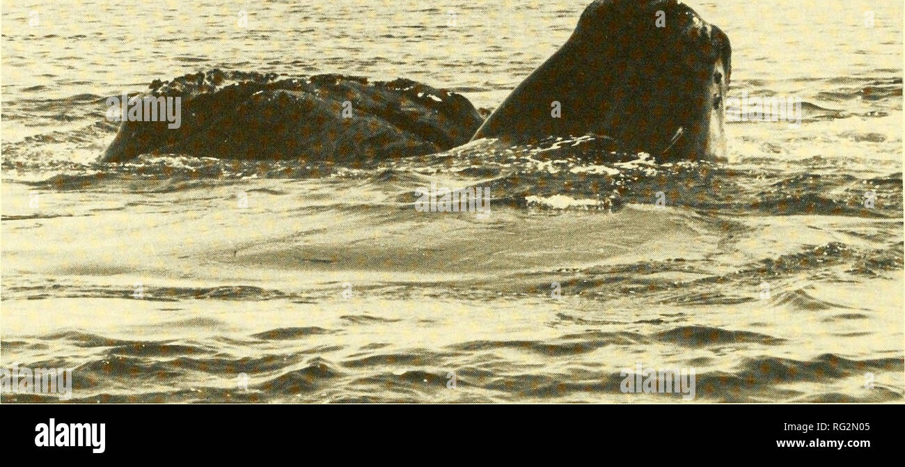 . Il campo Canadese-naturalista. 296 Il canadese Field-Naturalist Vol. 101. La figura 1. Matingbehavior delle balene a destra nella parte occidentale della baia di Fundy, Agosto 1982 (foto: L. bianco). La distribuzione del Nord Pacifico: la presente distribuzione nell'(orientale e occidentale del Pacifico del Nord è senza dubbio meno estesa in pre-caccia alla balena anni. I dati raccolti da Nemoto (1957, 1959 e 1962) e in varie relazioni sui progressi compiuti dal Giappone alla Commissione baleniera internazionale (riassunti da Gaskin 1976) sono stati in gran parte raccolti da caccia alle balene a fini pelagiche o balena navi da ricerca nei mesi estivi e hanno una forte bia Foto Stock