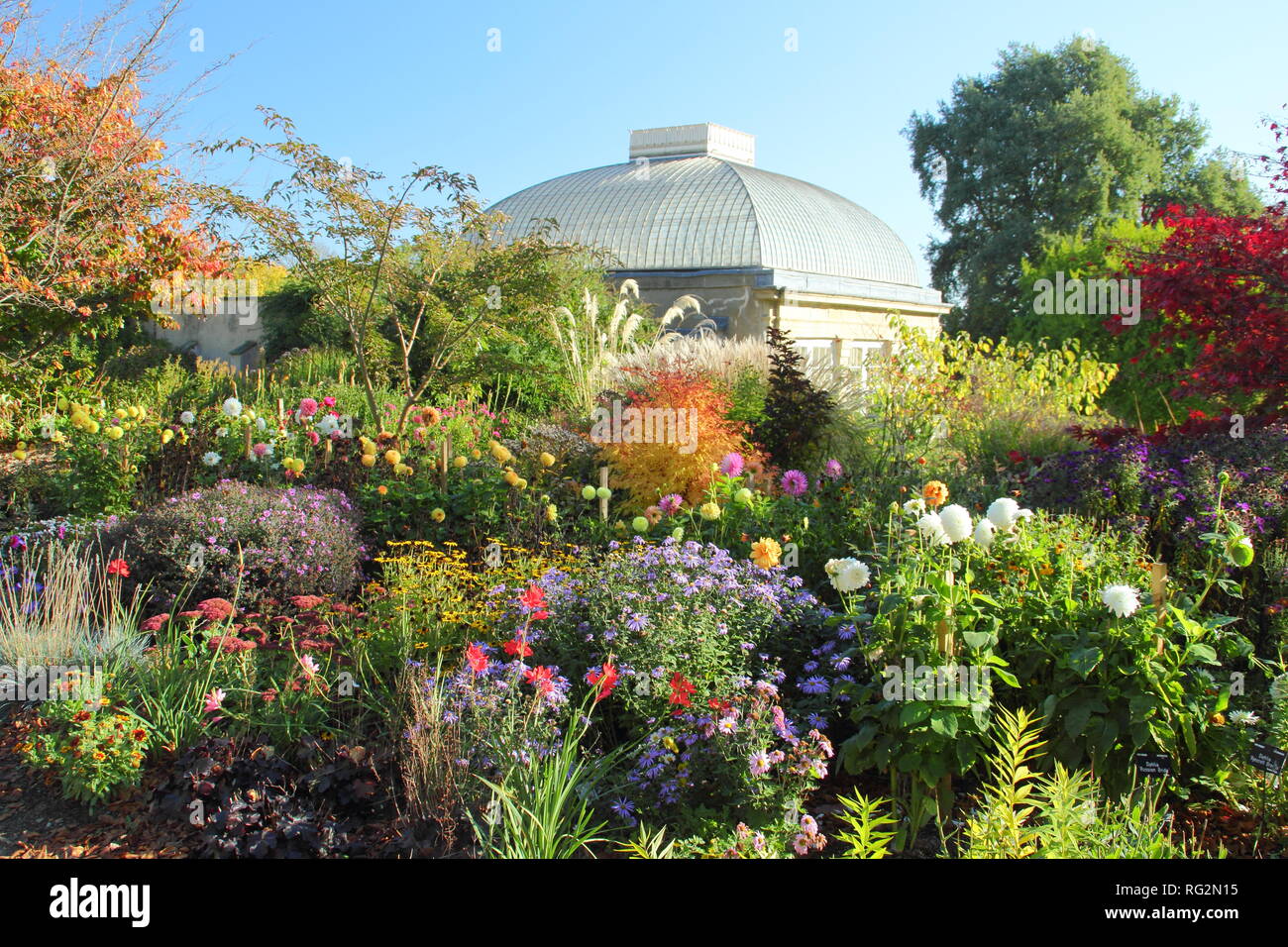 I colori autunnali del Four Seasons Garden a Sheffield Botanical Garden, Ottobre, Yorkshire Regno Unito. Nella foto: Acer, aestri, rudbeckia, Sedum, dalie... Foto Stock