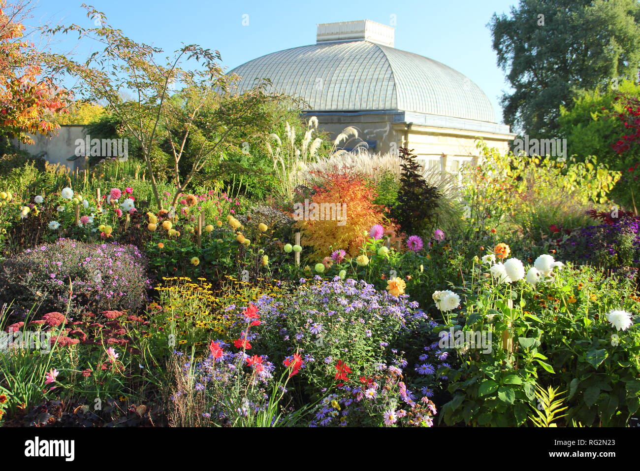 I colori autunnali del Four Seasons Garden a Sheffield Botanical Garden, Ottobre, Yorkshire Regno Unito. Nella foto: Acer, aestri, rudbeckia, Sedum, dalie... Foto Stock