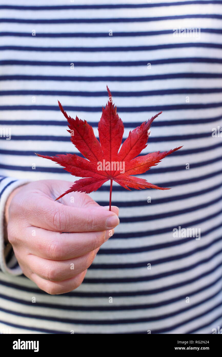 Foglia di acero in autunno. Uomo che tiene rosso Acer palmatum foglia ottobre, Regno Unito Foto Stock