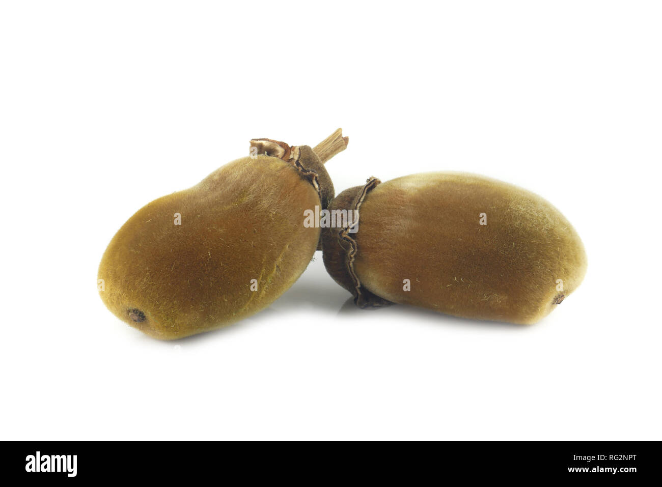 Baobab africano di frutta o pane scimmia su sfondo bianco Foto Stock