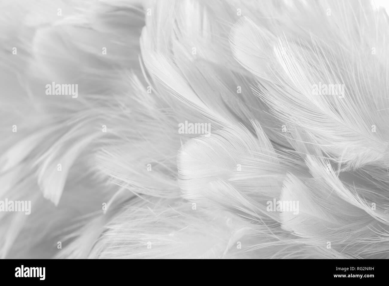 Sfondo astratto Bird e polli giù la texture ,blur lo stile e il colore soffice di art design Foto Stock
