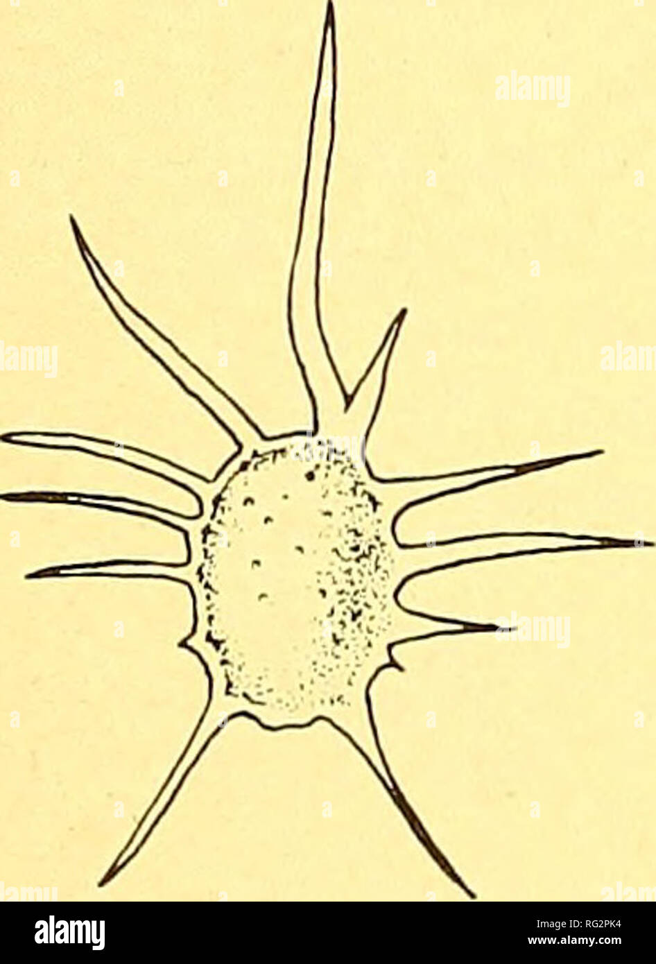 . Il campo Canadese-naturalista. 70 Il canadese Field-Naturalist Vol. 94 Heteranthera dubia, sono più comuni di pre- cedenza pensiero. Ceratophyllum echinatum è molto distinto dal Ceratophyllum demersum quando nella frutta. I suoi frutti sono ala-emarginati con diverse spine laterali (figura 1). Le parti vegetative di solito sono più fini di quelle di cera- tophyllum demersum e foglie tendono ad essere dissezionato per tre volte. È tuttavia difficile distinguere le piante sterili di C. echinatum da sottili forme di C. demersum. Vi è una leggera differenza nella setaceous peli che in C. echinatum start direc Foto Stock