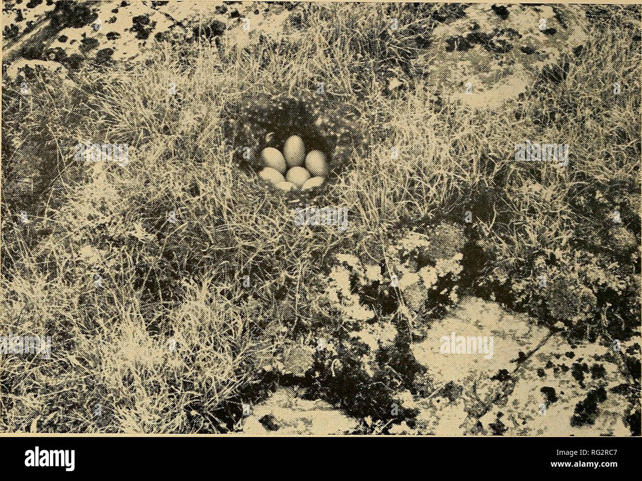 . Il campo Canadese-naturalista. 252 Il canadese Field-Naturalist Vol. 82. La figura 4. Nido di Oldsquaw sulla promessa isola, 25 giugno 1967. A settentrione vagare da motivi di allevamento più lontano a sud. Goldeneye comune. Bucephala clangula. Questo duck, registrato da Savile (1951) come visto frequentemente tra il 2 luglio e 22, deve essere regolarmente una post-allevamento wanderer nell'area, per nel 1967 è stato inoltre registrato, tra il 27 Giugno e Luglio 18. Sebbene predominava maschi, femmine o immatures erano anche visto. Esso è stato registrato come lontano nord come Cape Silumiut dove dieci sono stati visti sul parafango del 18 luglio. Oldsquaw. Il Clan Foto Stock