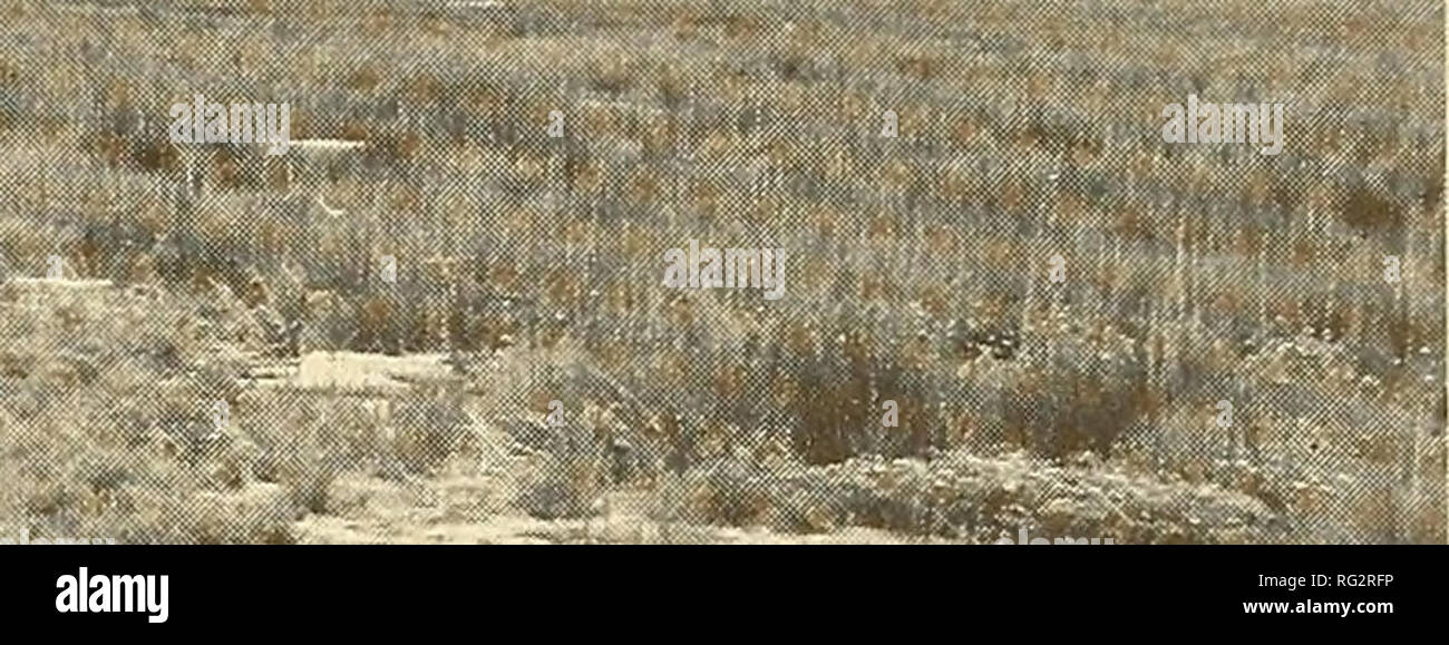 . Il campo Canadese-naturalista. . La figura 3. Fotografia della zona 5. Area in primo piano è documentato da Planzago marilima mentre Triglochin maritima e Potentilla egedii sono adiacenti ad esso. La foresta boreale è in background. dominata da Juncus balticus, Cicuta maculata, e altre specie terrestri. Una possibile spiegazione per questo aumento di biomassa è che la crescita vegetativa comincia relativamente presto in questa zona come osservato in maggio dalla presenza di identificabili germogli verdi fino a 5 cm in altezza. Durante la terza settimana di maggio 1976, la vegetazione era già crescendo in questa zona e sulla spiaggia ri Foto Stock