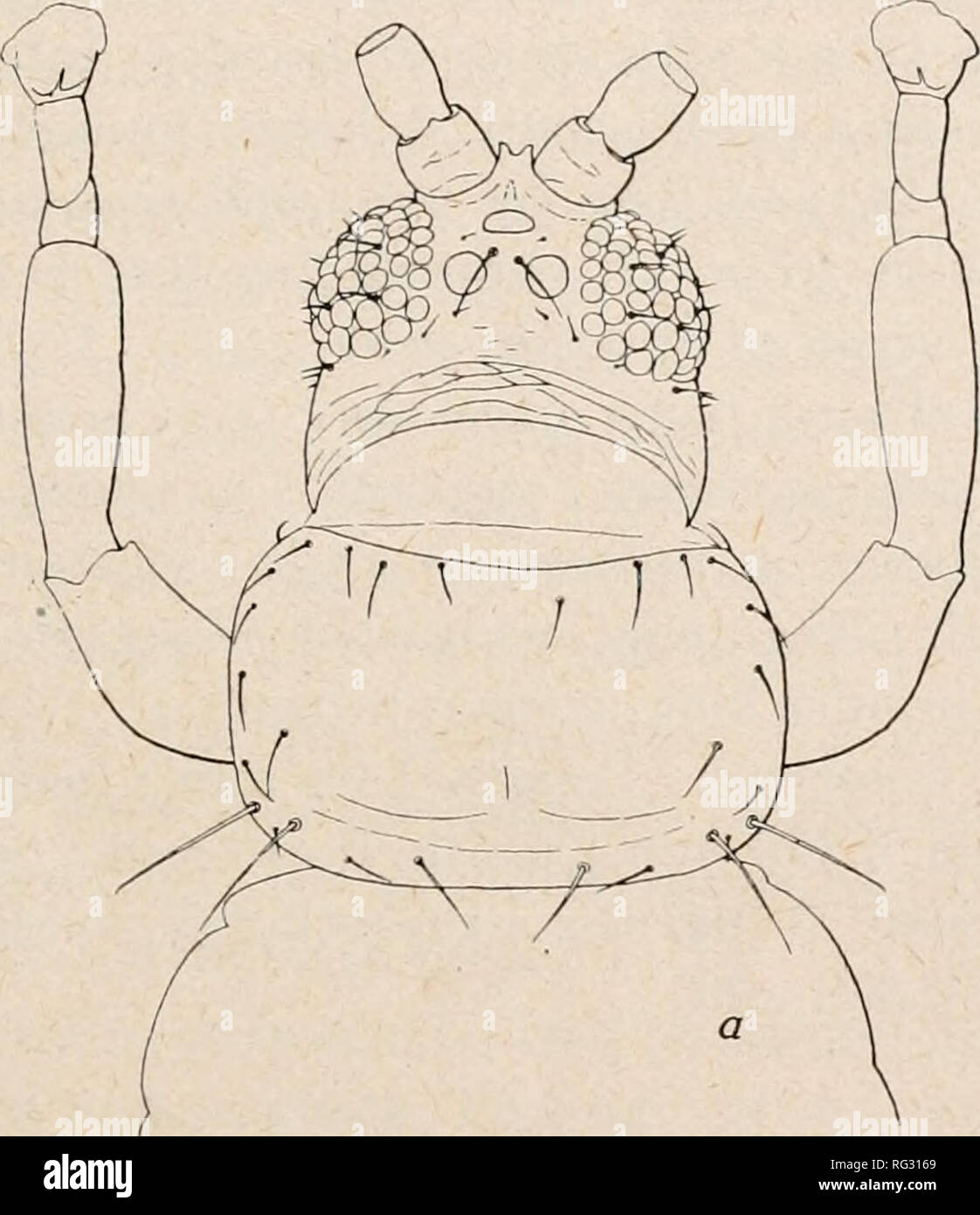 . L'entomologo canadese. Insetti; Entomologia. L'entomologo canadese 131 •concentricamente striate. Ali marrone, quarto basale molto più pallida, grigio. Segmento 8 dell addome, inermi senza la solita a pettine fringe sul margine posteriore. Physothrips xanthocerus, sp. nov. (Fig. 3, a e b.) femmina {macroplerous).-Lunghezza circa 1.1mm. Scuro di colore bruno nerastro, quasi nero, con antenna segmenti 3-8, tutti Tarso, e metà distale della tibia tutti?, luce giallo limone; fore ali marrone, grigio chiaro nel quarto basale. Capo circa tre quarti come lungo come massima larghezza, i lati arounded e convergente verso la base; o Foto Stock