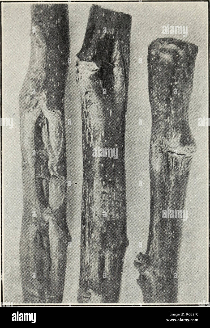 . California malattie delle piante. Le malattie delle piante. Bollettino 218] CALIFORNIA malattie delle piante. 1173 su vecchi oliveti fecondazione liberale con la produzione di concimi azotati, per- gether con l'uso di raccolti di concime verdi, andranno lontano verso costituenti per le perdite causate dalla malattia. La maggior parte dei boschetti di noce avrebbe beneficiato di più l'irrigazione di essi. Fig. 96.-lesioni sulla terra straziata ramoscelli di noce (Pseudomonas juglandis). ricevono attualmente, particolarmente durante la stagione invernale e in autunno dopo il raccolto è raccolto. Vedere il bollettino 203, pagina 24, California stazione di esperimento. Tronco Rot {Schizophyllum comune). Figu Foto Stock