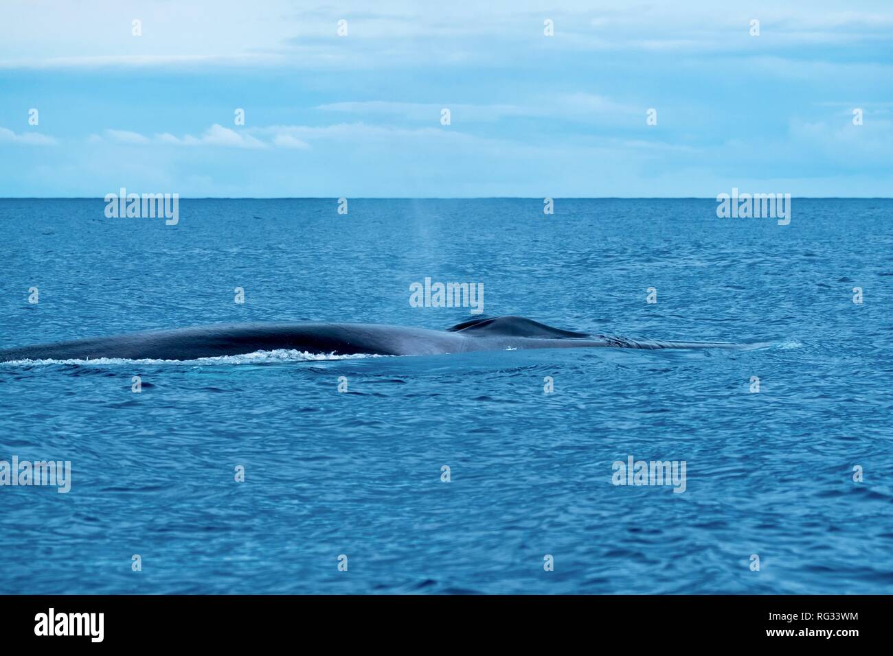 Un elegante balenottera comune in una giornata di mare calmo Foto Stock