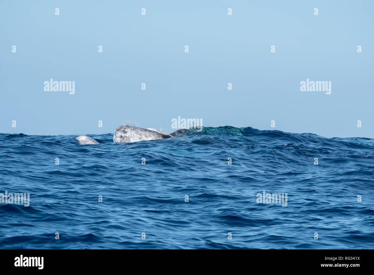 Il delfino di un Risso scoppiato da un’onda Foto Stock