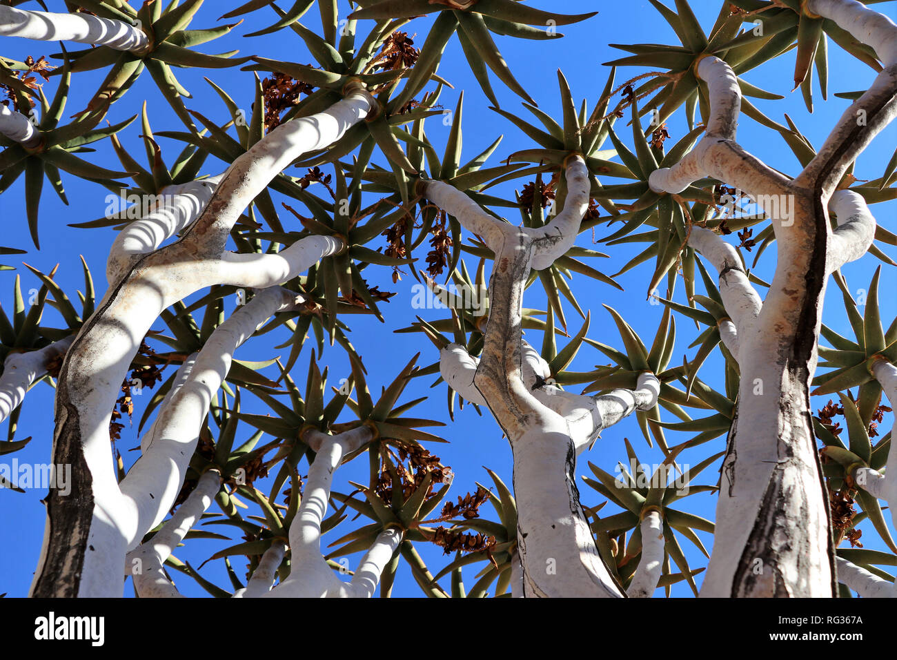 Faretra tree con cielo blu - Namibia Africa Foto Stock