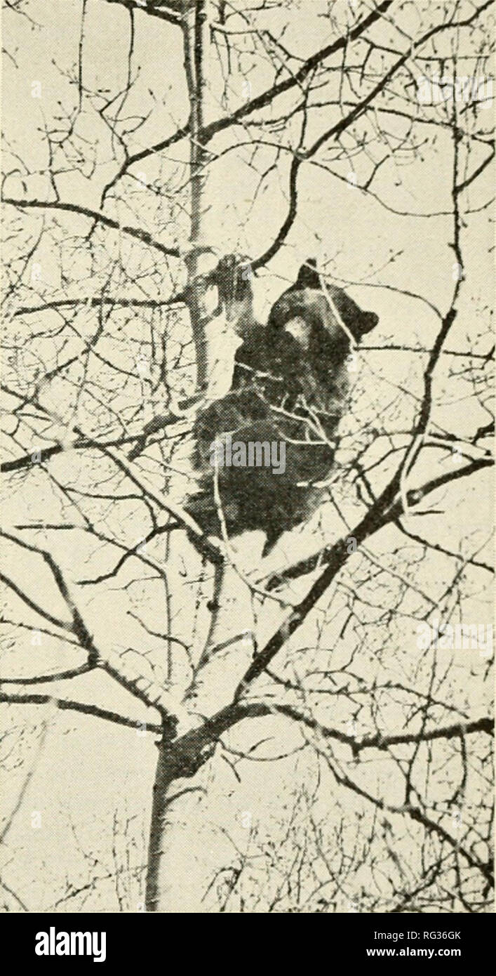 . California a base di pesce e selvaggina. Pesca -- California; gioco e gioco-uccelli -- California; Pesci -- California; popolazione animale gruppi; Pêches; Gibier; Poissons. Trentaduesima relazione biennale 61 ing a notare che nell'esame di oltre 500 gli stomaci di varie specie solo uno stomaco contenute quaglia piume. Questo è stato lo stomaco di un coyote ucciso a San Benito County. Animali predatori sono oggetto di grande attenzione da parte del governo federale e agenzie della contea. Undici contee nella parte settentrionale dello stato pagato un totale di circa 35.000 dollari in premi su wildcats e coyote. Dieci contee Foto Stock