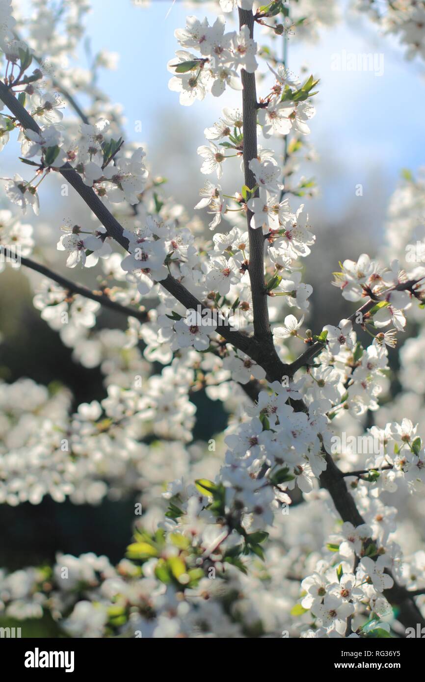 Il Ciliegio fiorisce in primavera. Primavera naturale dello sfondo. Foto Stock