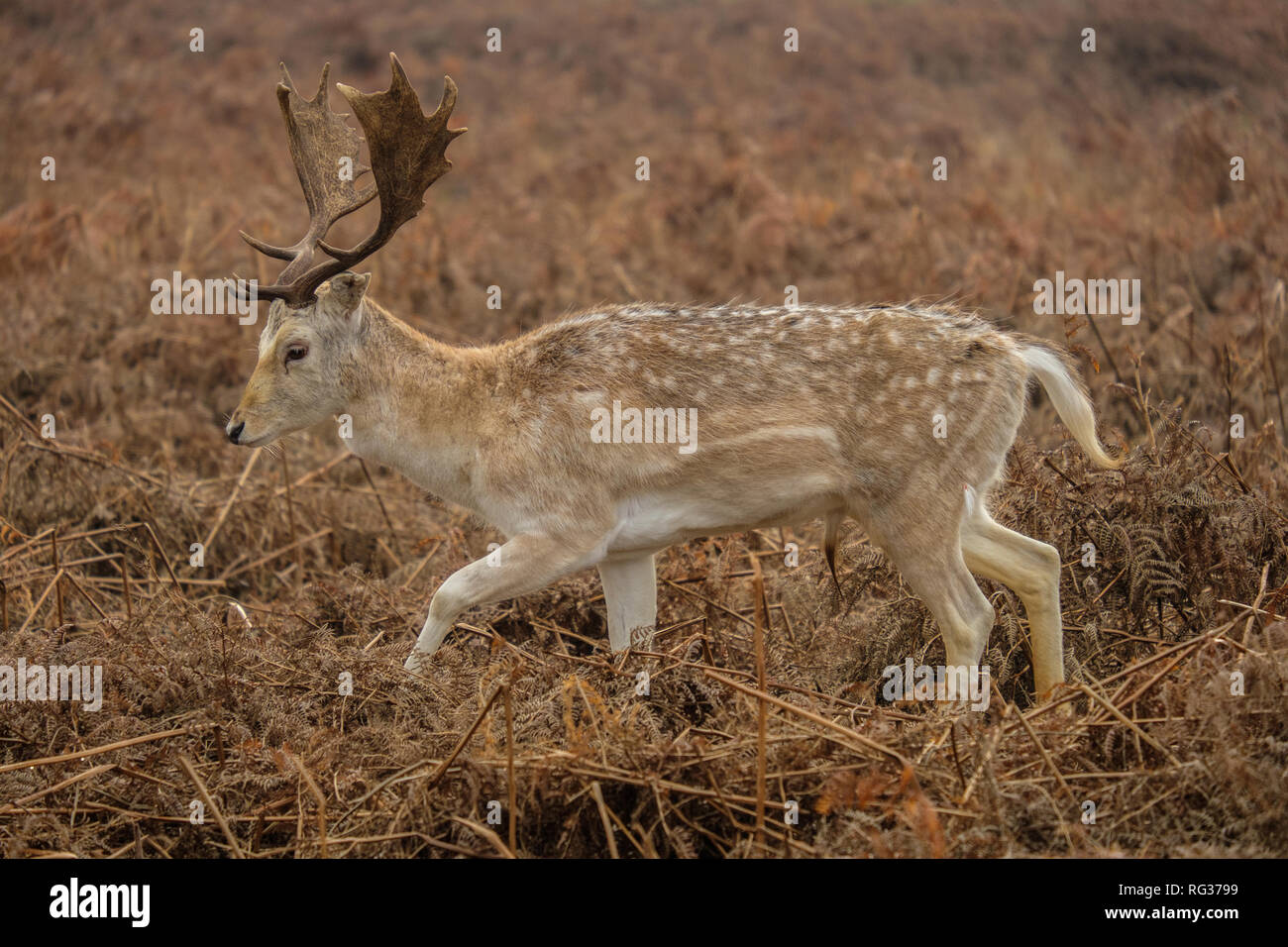Daini Stag Dama Dama a Bushy Park Hampton Inn London Inghilterra England Foto Stock