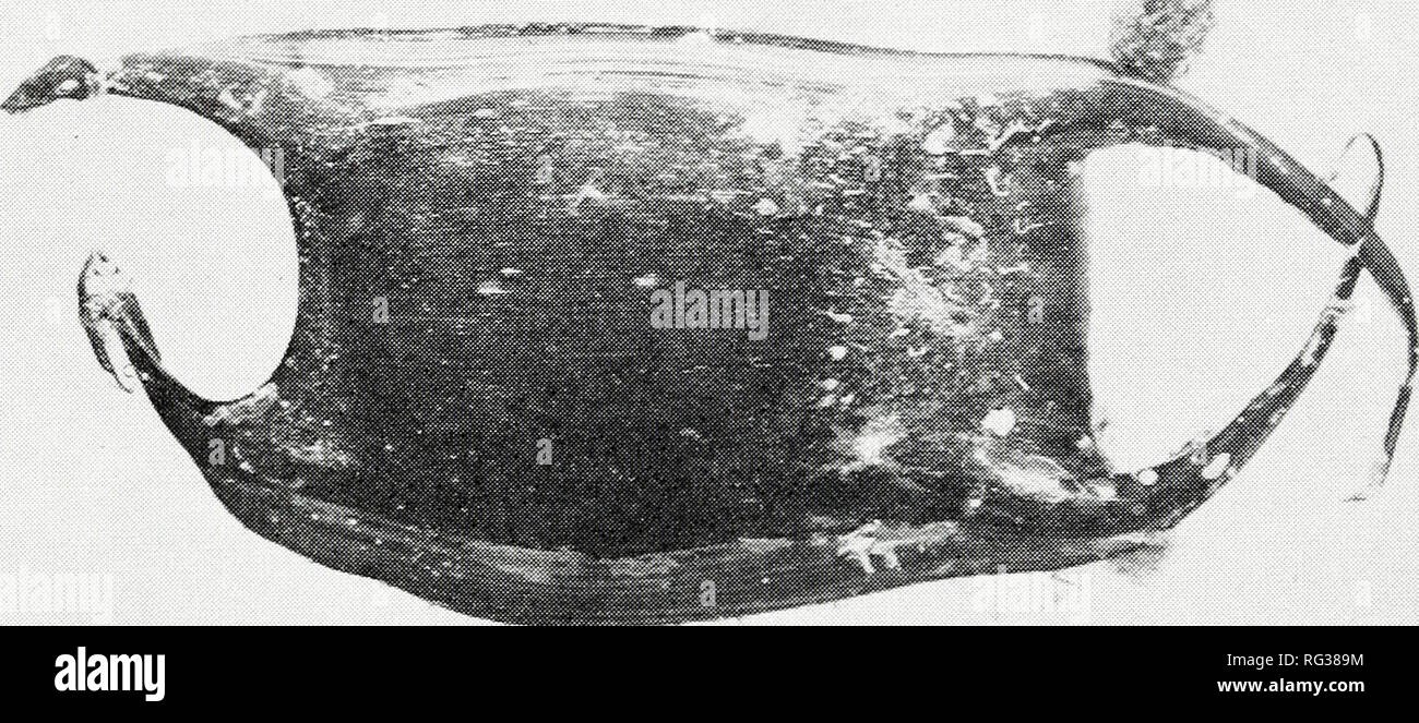 . California a base di pesce e selvaggina. Pesca -- California; gioco e gioco-uccelli -- California; Pesci -- California; popolazione animale gruppi; Pêches; Gibier; Poissons. 278 California a base di pesce e selvaggina. Figura 6.-Photograpb di D. H. Fry, Jr., 1950. La carta smerigliata SKATE Breviraja kincaidi (Garman) Questo pattino produce il più piccolo uovo-facilita di qualsiasi rajid californiano. 9 uovo-casi misurata dall'autore variano in lunghezza da 49 a 59 mm e di larghezza da 40 a 50 mm; questa è la prima volta che il tappo- sule è stata descritta e illustrata. Una forma simile a quelle degli altri pattini, la carta smerigliata del pattino di uova Foto Stock