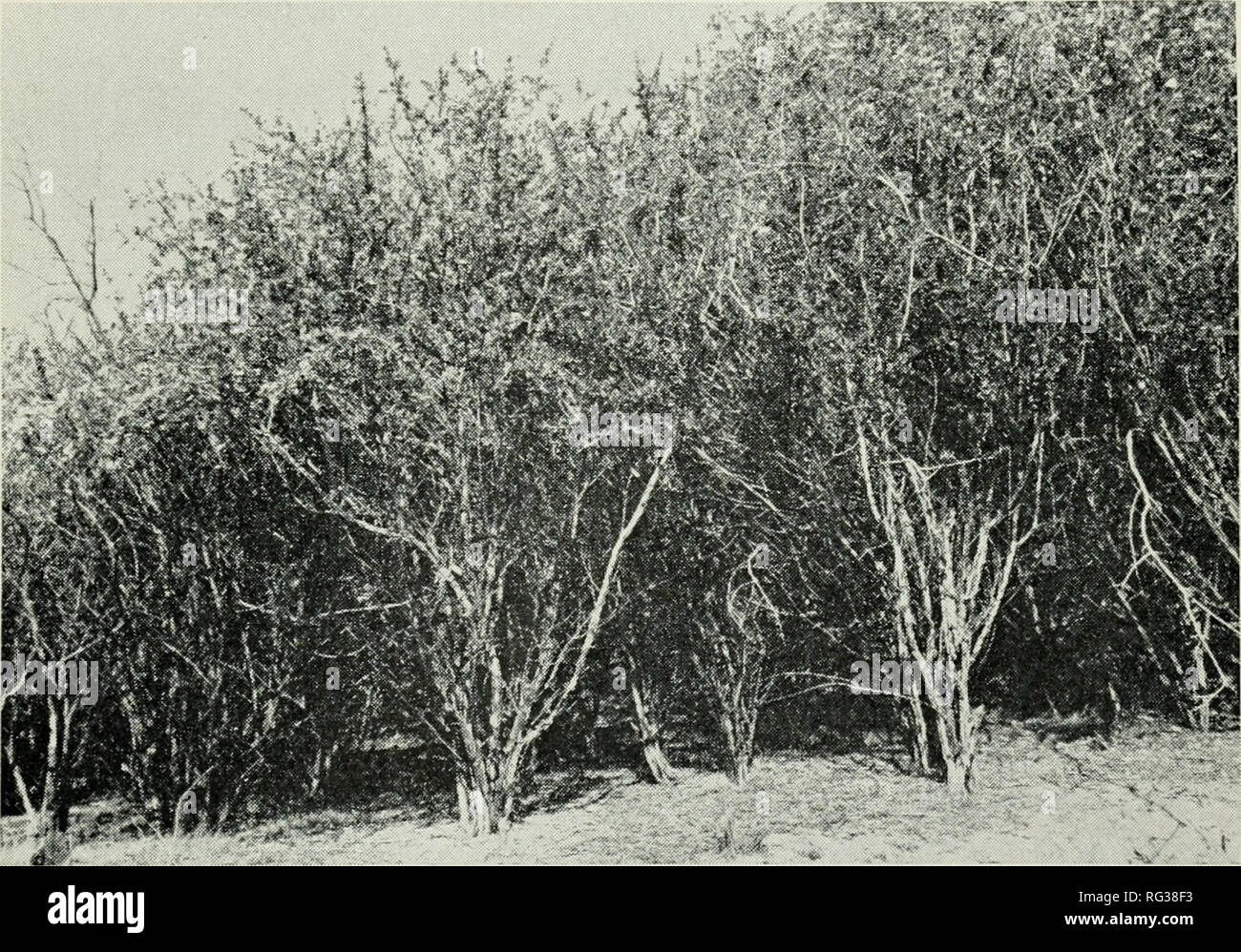 . California a base di pesce e selvaggina. Pesca -- California; gioco e gioco-uccelli -- California; Pesci -- California; popolazione animale gruppi; Pêches; Gibier; Poissons. Manipolazione di un arbusto di forma zione di 61 UI di infiltrazioni di acqua e la fertilità del suolo a causa di fenomeni di erosione possono avere come molta influenza sulla crescita e la sopravvivenza delle piante come la navigazione. Regolamento del cervo mandria attraverso la caccia fornirà alcuni meas- ura di controllo sulla navigazione e il calpestio delle aree manipolate dur- ing i mesi invernali. Navigazione ridotta pressione potrebbe consentire la fuoriuscita di alcune piante ceanothus ma consentirebbe anche di più i germogli di Foto Stock