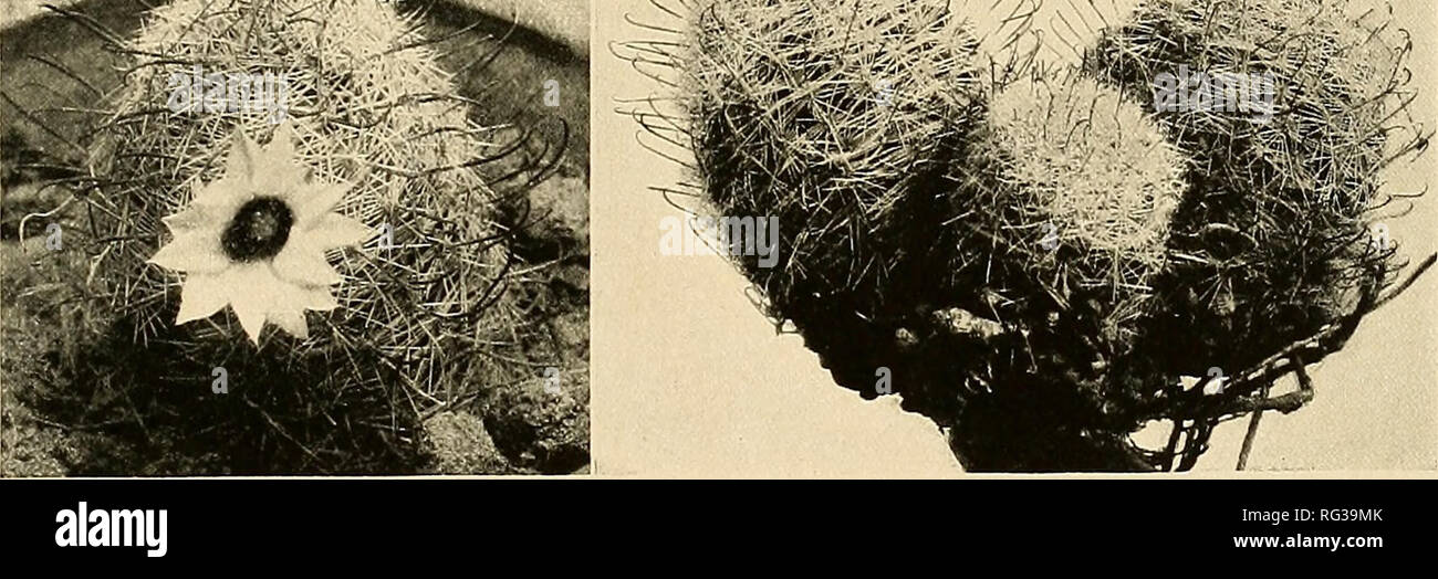 . Le Cactaceae : descrizioni e illustrazioni di piante della famiglia di cactus. NEOMAMMILLARIA. 155 131. Neomammillaria microcarpa (Engelmann). Mammillaria microcarpa Engelmann in Emory, Mil. Reconn. 157. 1848. Mammillaria grahamii Engelmann, Proc. Amer. Acad. 3: 262. 1856. Cactus grahamii Kuntze, Rev. Gen. PI. i: 260. 1891. Mammillaria grahamii arizonica Quehl, Monatsschr, Kakteenk. 6: 44. 1896. Coryphantha Rydherg grahamii, Fl. Montagne Rocciose 581. 1917. Globose a cilindrico, semplice o erba o alla base o vicino al centro, spesso cespitose, ma in cluster di piccole dimensioni a volte 8 cm. alto; il tubero Foto Stock