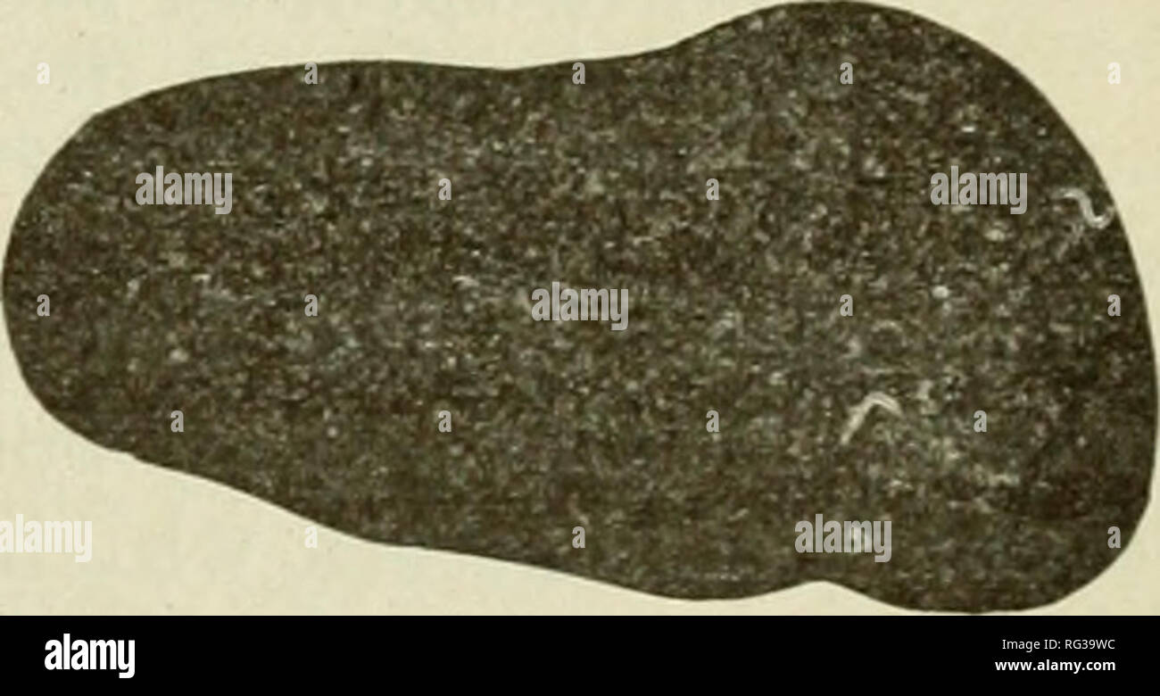 . California a base di pesce e selvaggina. Pesca -- California; gioco e gioco-uccelli -- California; Pesci -- California; popolazione animale gruppi; Pêches; Gibier; Poissons. Fig. 23. Profilo di sinistra superiore dello schienale dente molare in bianco e nero e orsi grizzly; dimensione naturale. a. Nero (cannella) recare, n. 22978, Mus. Vert. Zool. b. Alaska grizzly, n. 4705, Mus. Vert. Zool. c. Grizzly da Idaho, n. 4832, Mus. Vert. Zool. Nessuno degli uomini che ho intervistato erano in favore della protezione porta come un gioco grande di mammiferi. Essi Avere gli uomini che vivevano nella parte orientale della contea di Humboldt sulla terra che hanno posseduto e su cui t Foto Stock