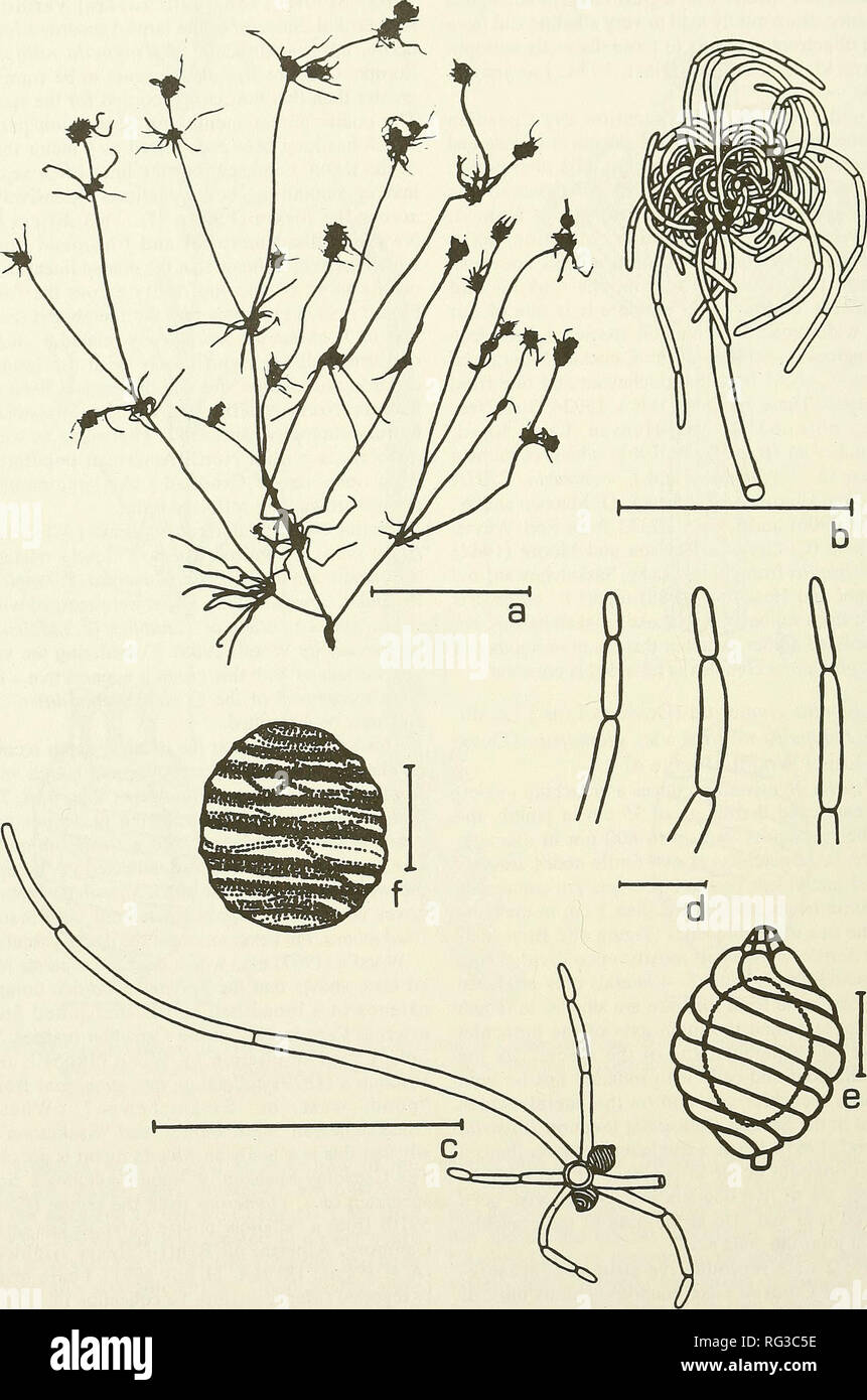 . Il campo Canadese-naturalista. 422 Il canadese Field-Naturalist Vol. 108. La figura 4. Tolypella glomerata. a: l'abitudine, fotocopiati erbario campione, barra di scala = 5 cm; b: terminale allargata scala di testa .bar = 1 cm; c: branchlet con quattro lateral, barra di scala = 5000 urna; d: variazioni in celle terminali, barra di scala : 1000 urna; e: oogonium, barra di scala = 200 µm; f: oospore mostra ornamenti lineari, barra di scala = 200 um. Si prega di notare che queste immagini vengono estratte dalla pagina sottoposta a scansione di immagini che possono essere state migliorate digitalmente per la leggibilità - Colorazione e aspetto di queste illustrazioni non possono Foto Stock