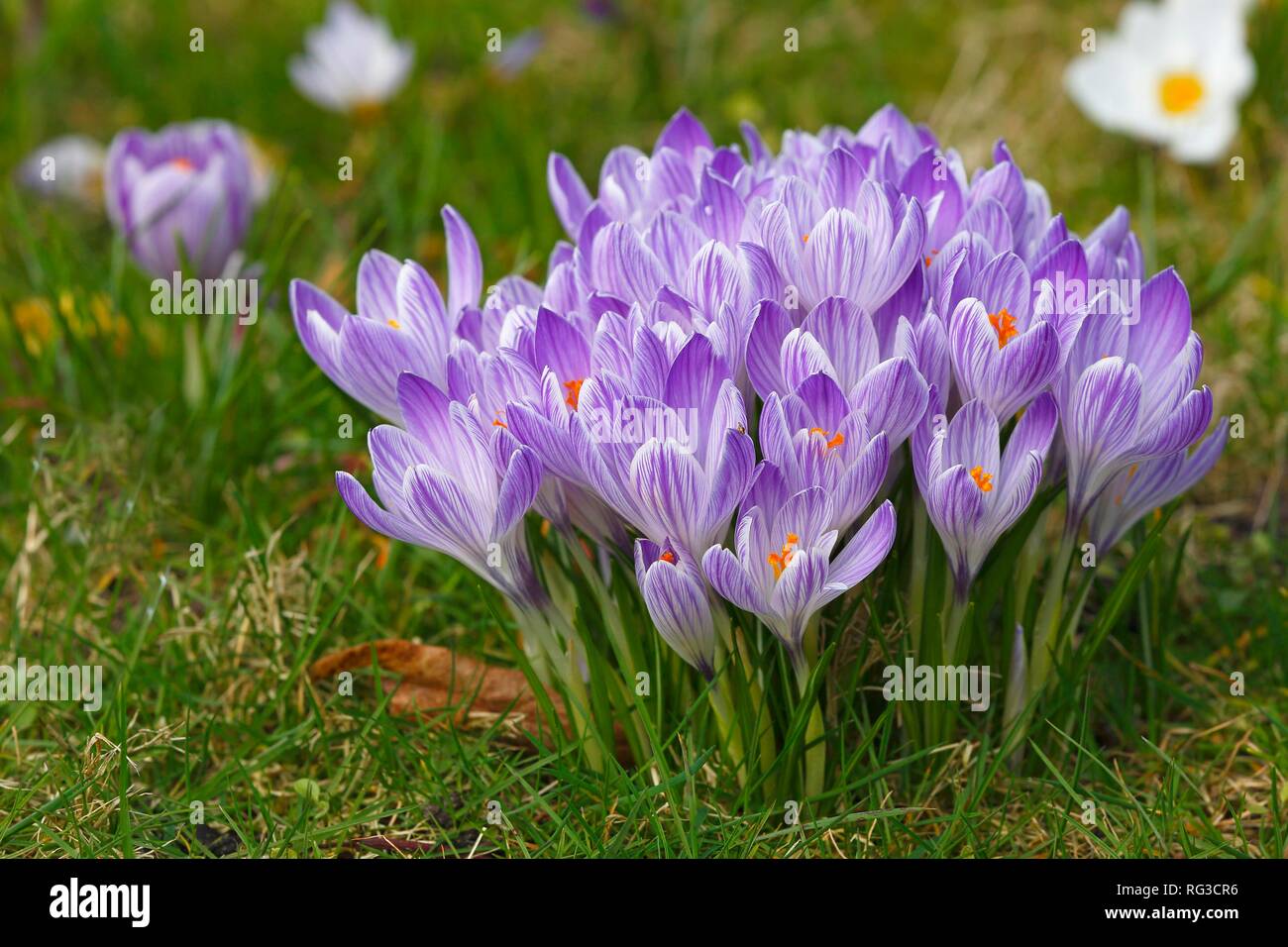 La molla di crochi (crocus vernus) in Bloom, Schleswig-Holstein, Germania Foto Stock