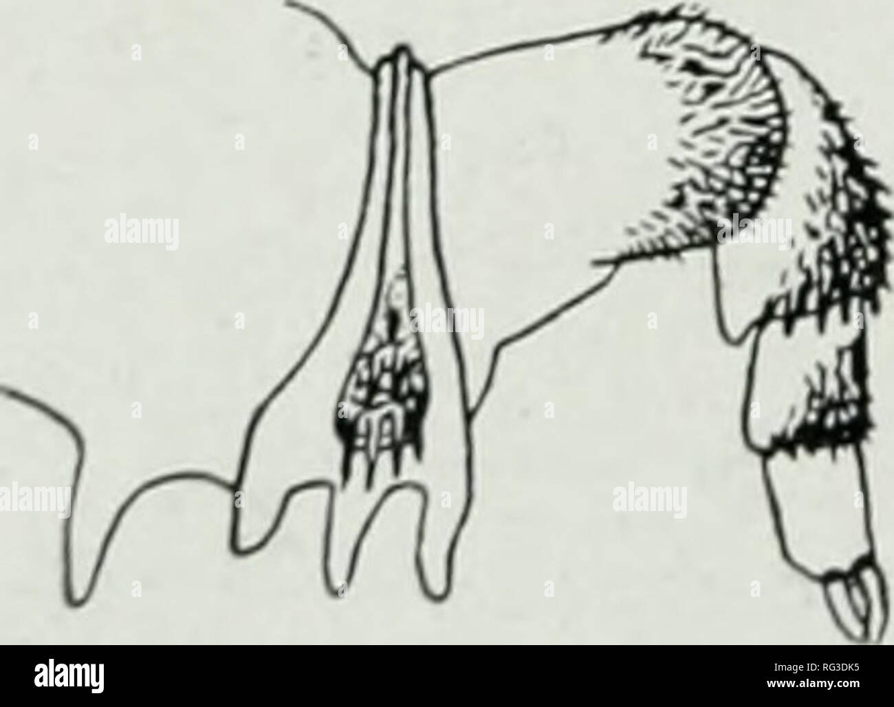 . Il campo Canadese-naturalista. Storia naturale. Fig. :&Gt;. Argulus pipei'UTA; aste di supporto in dischi sucliing: molto ingrandita. I dischi di aspirazione cf secondo maxillae molto in avanti e ben separati, ciascuno circa È'/J della larghezza cf carapace; le aste di supporto .snella e distanti, ciascuno composto da quattro articolazioni cilindriche che diminuiscono regolarmente in formato dalla base out- wardly, e che non raggiungono il margine. Quest'ultimo ha una frangia di appiattita setae carnosa, at- tached fianco a fianco in una fila singola.. Fig. 4. Argulus idperatus; maxilliju'd di maschio; Miuch cnlargi-d. Il maxillipe Foto Stock