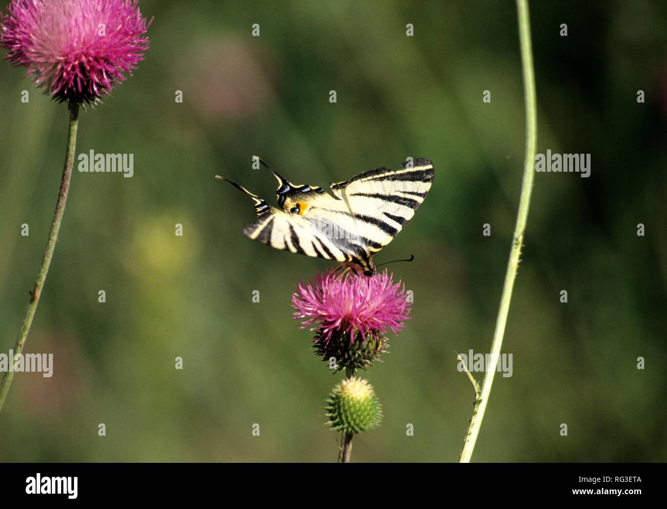 DEU Germania: piante, fiordaliso marrone (Centaurea jacea) con coda forcuta ((Iphiclides podalirius)). Foto Stock