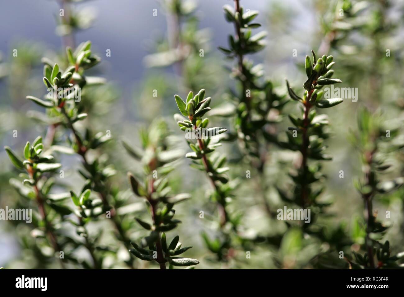 DEU, Germania : pianta. Thym, Thymus vulgaris Foto Stock