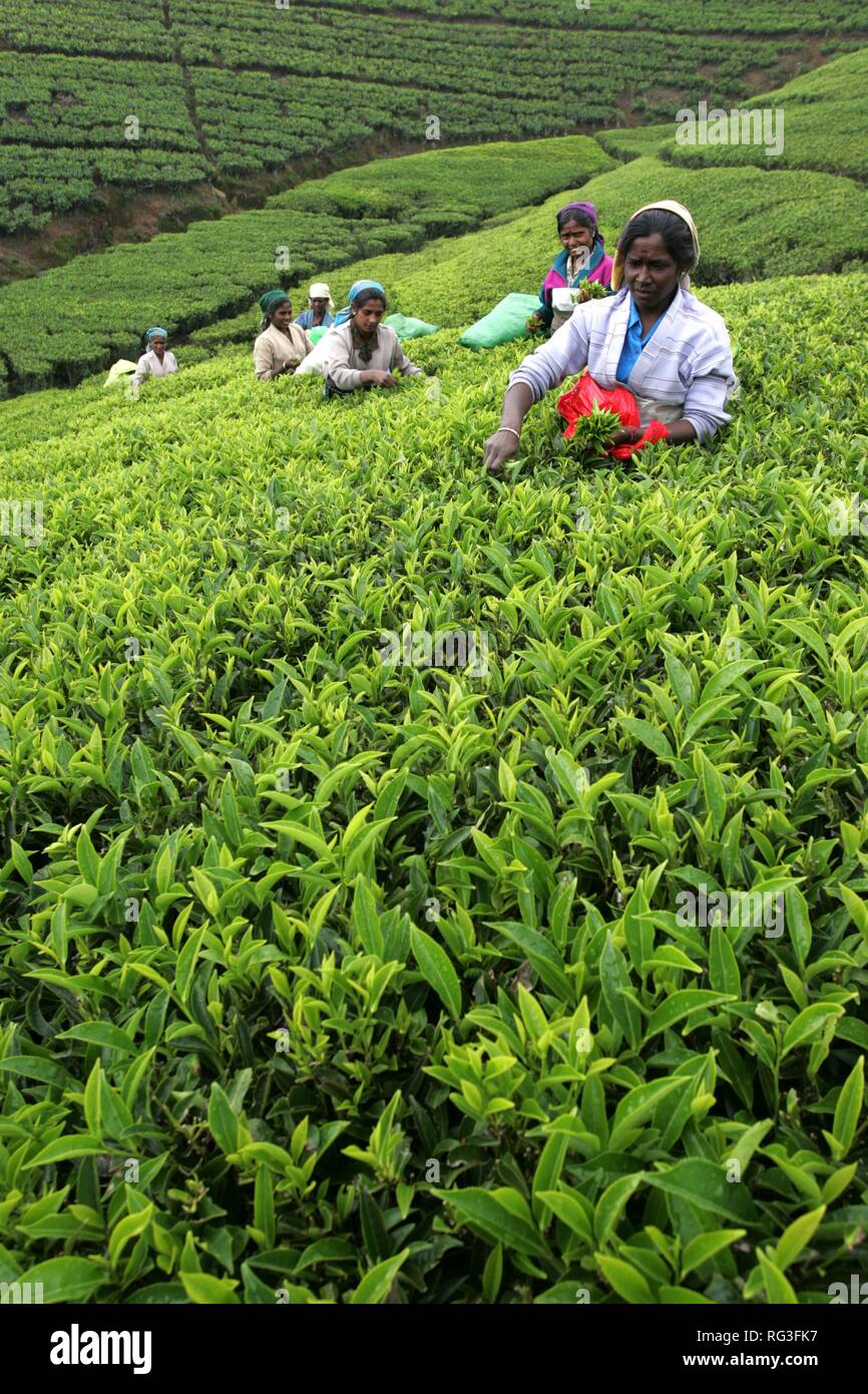 LKA, Sri Lanka : Nuwara Eliya, Highlands, tè plantaion area. Il segnale di PEA plucker, traditionell femal lavoro. Foto Stock