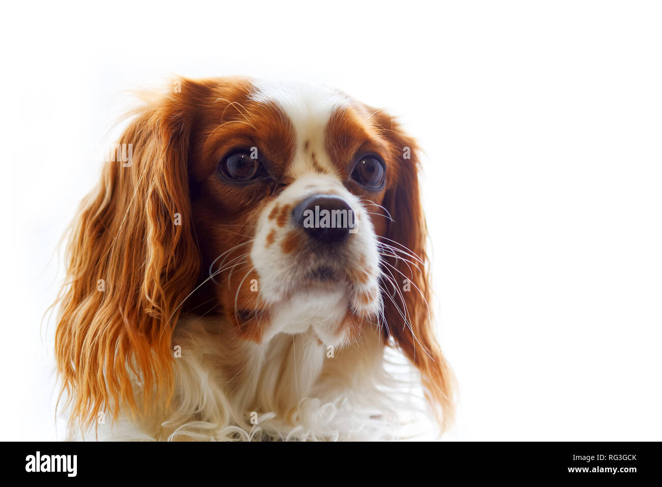 King Charles Spaniel (Inglese Toy Spaniel) - piccolo cane di razza del  épagneul tipo. Sfondo bianco Foto stock - Alamy