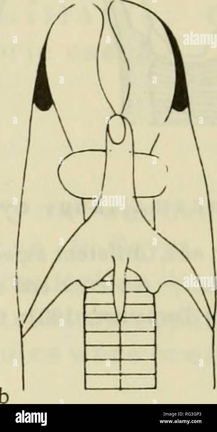 . Camallanata degli animali e dell uomo e malattie causate da essi = Kamallanaty zhivotnykh cheloveka io ho vyzyvaemye ime zabolevaniya. Gli elminti; worm come vettori della malattia. La figura 57. Piscilania melanocephalus (Rudolphi, 1819) Yeh, 1960: a,b - estremità cefalica, diversi aspetti (dopo Tornquist, 1931). Maschio. Lunghezza 12.59 mm, larghezza 0,296 mm. Lunghezza della capsula buccale di 0,109 mm. Anello Chitinized alla base della capsula 0,039 mm, 0,078 mm. Rami di tridents estendentesi dalla grande piastra cuticular, immediatamente dietro la bocca. Rami laterali di tridents marcatamente più lungo e più spessa Foto Stock