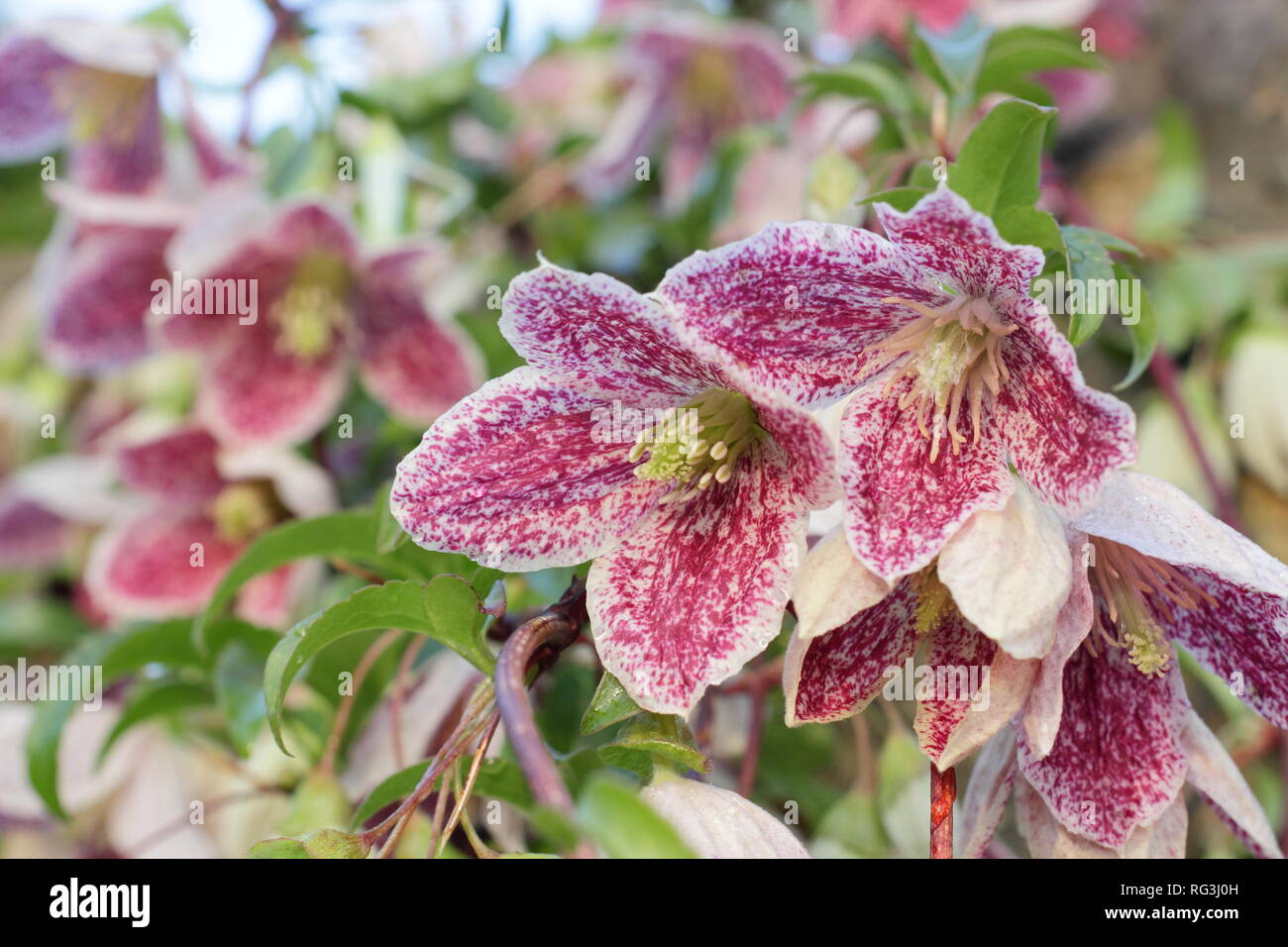 Clematis cirrhosa var. purpurascens 'lentiggini'. Fiori invernali di Clematis 'lentiggini', novembre garden, REGNO UNITO Foto Stock