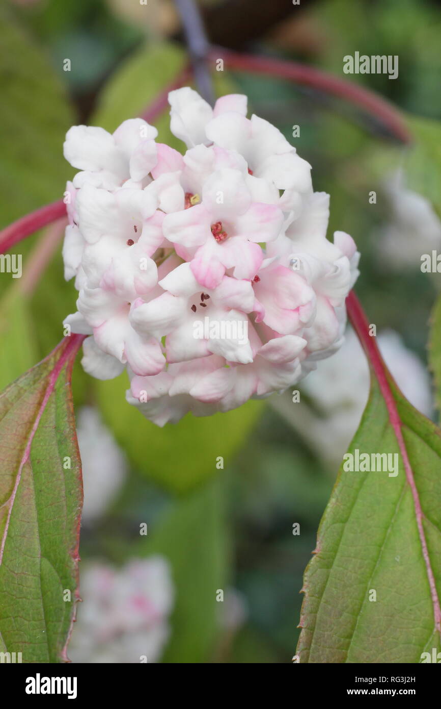 Viburnum x bodnantense 'Dawn'. Fiori invernali di Viburnum bodnantense 'Dawn' in un giardino di novembre, REGNO UNITO Foto Stock