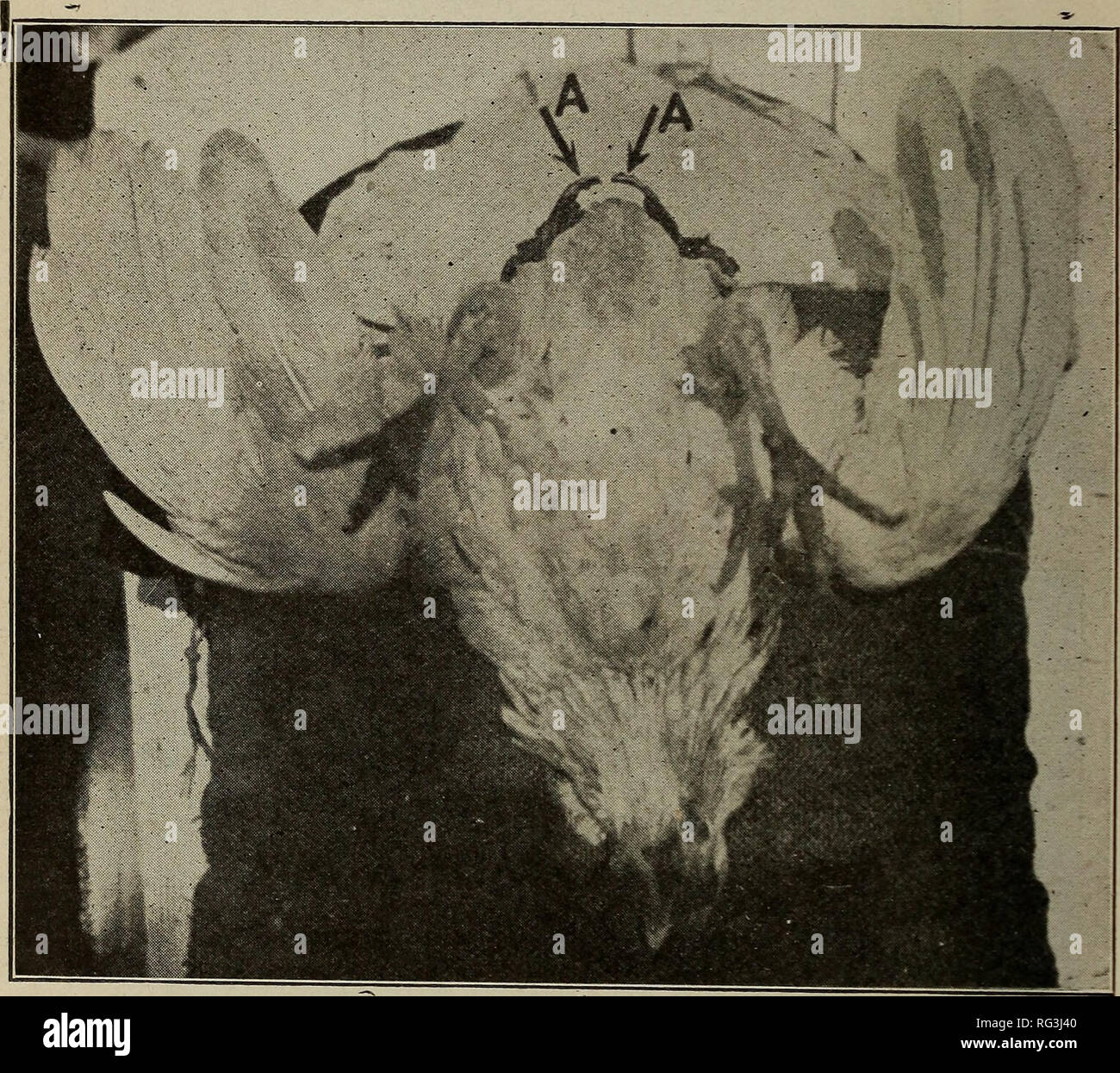 . La chiamata della gallina; o la scienza della selezione e allevamento per la produzione delle uova, dall'American scuola di pollame. Il pollame. 52 LA CHIAMATA della gallina. Fig. 28 mostra una gallina con ossa pelviche una metà (J^) di un pollice di spessore. Fig. 29 mostra una gallina con ossa pelviche tre-quarti (%) di un pollice di spessore. Fig. 30 mostra una gallina con ossa pelviche uno (1) pollici di spessore. Fig. 31 mostra una gallina con ossa pelviche e uno-quarto (1W) pollici spesso.. Fig. 32-Crooked osso pelvico. "A, una", la posizione n. 1 Ora, si prega di tenere a mente che tutto mostrato e relativi qui si riferisce a Leghorns e si applica a o Foto Stock